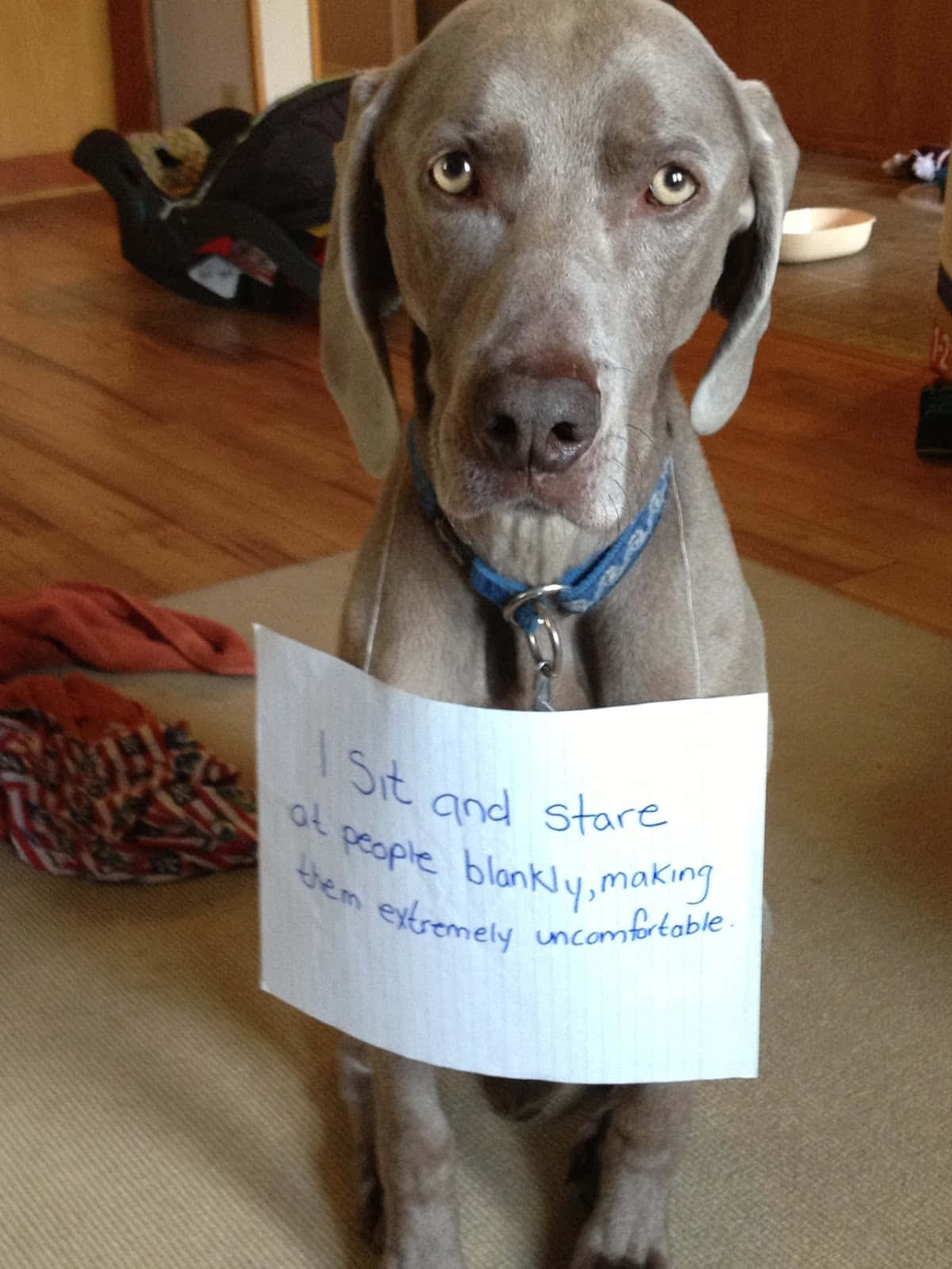 狗 桌布 壁紙 — 一隻灰色威瑪獵犬坐在室內，手持一個手寫標語，上面寫著「我坐著茫然地盯著人們，讓他們極度不舒服。」