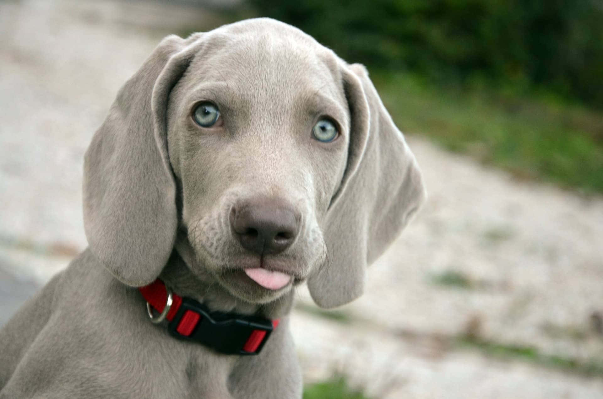 Weimaraner 桌布 壁紙 — 一隻灰色威瑪獵犬幼犬的特寫，擁有引人注目的藍色眼睛和微微伸出的舌頭。