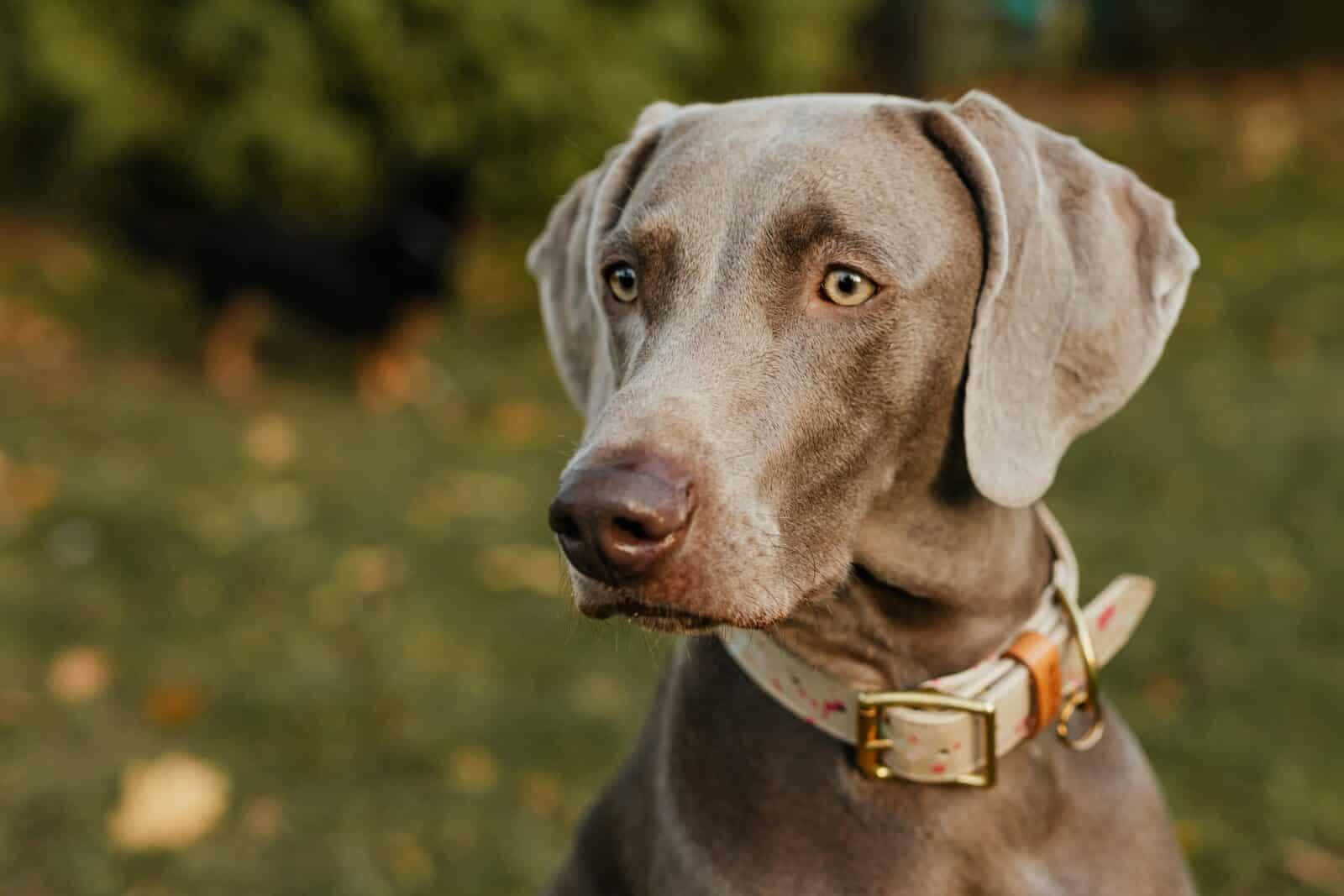 Weimaraner 桌布 壁紙 — 一隻灰色威瑪獵犬的特寫，有琥珀色眼睛和垂耳，在戶外戴著有圖案的項圈。
