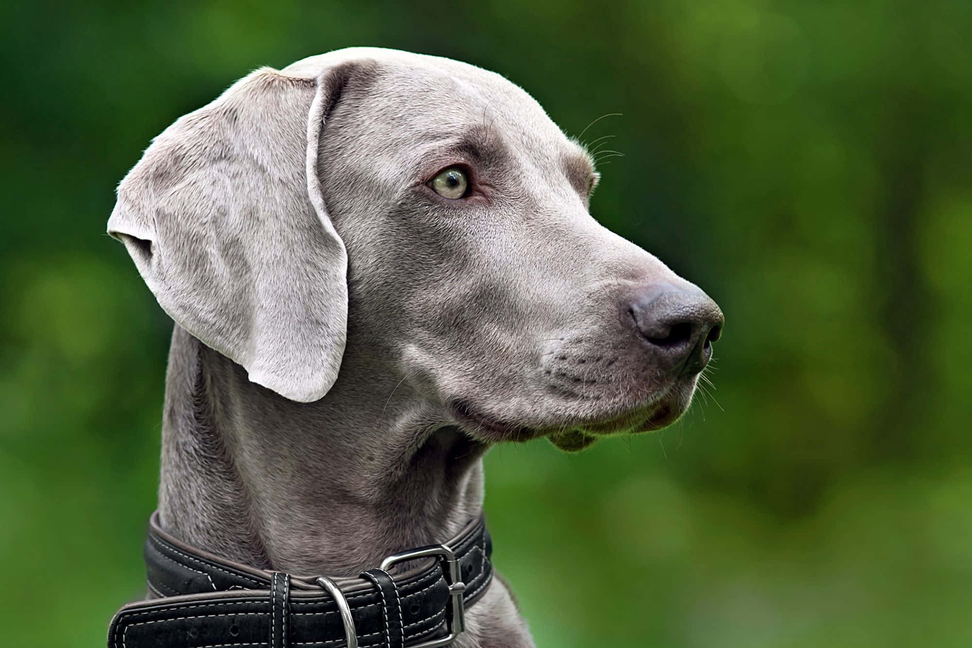 Weimaraner 桌布 壁紙 — 一隻灰色威瑪獵犬的近距離肖像，牠有綠色眼睛，在柔和的綠色模糊背景下若有所思地凝視。