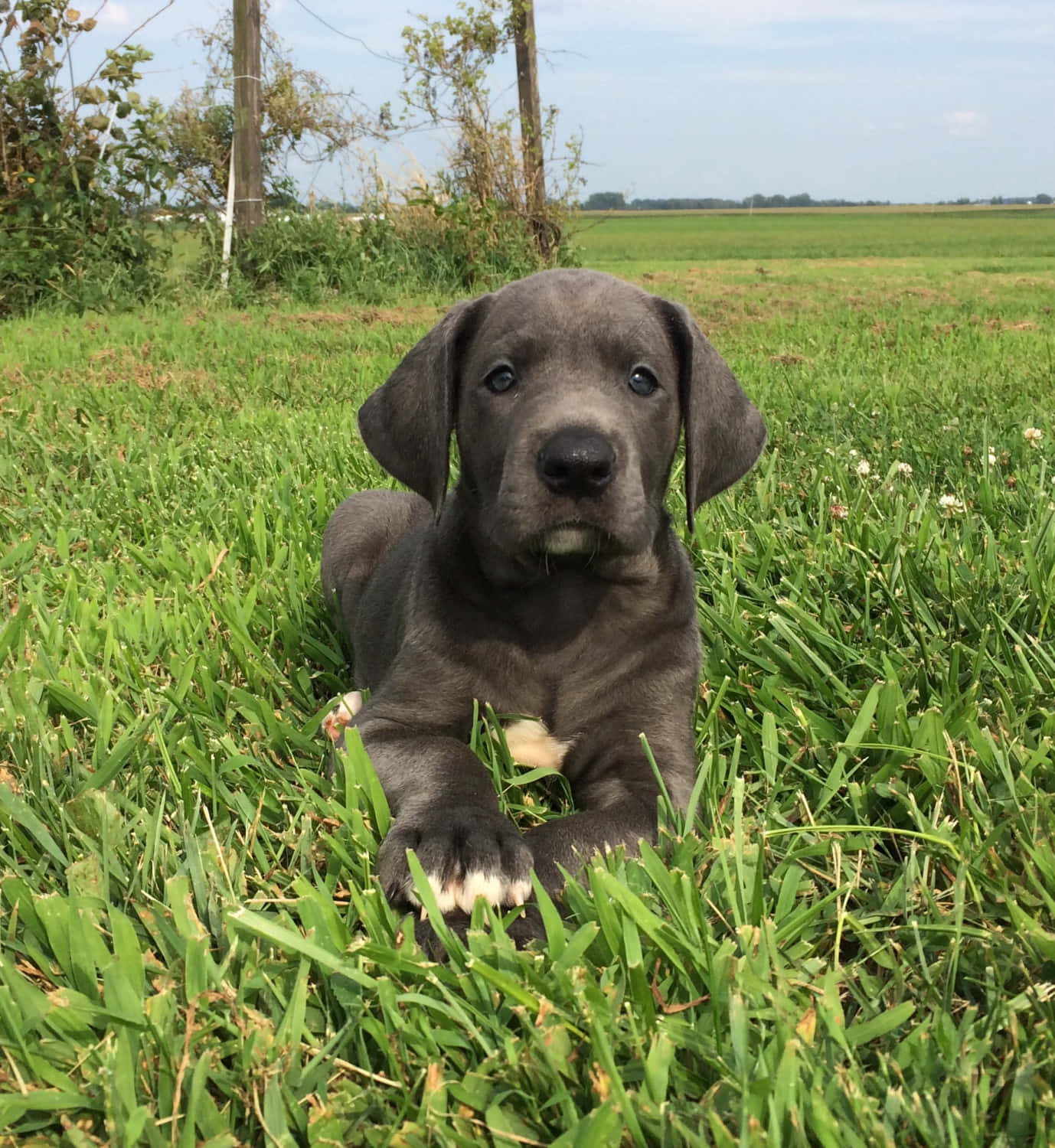 Great Dane Puppies 桌布 壁紙 — 一隻灰色小狗，有著大大的藍色眼睛，躺在充滿活力的綠色草地上，直視鏡頭。