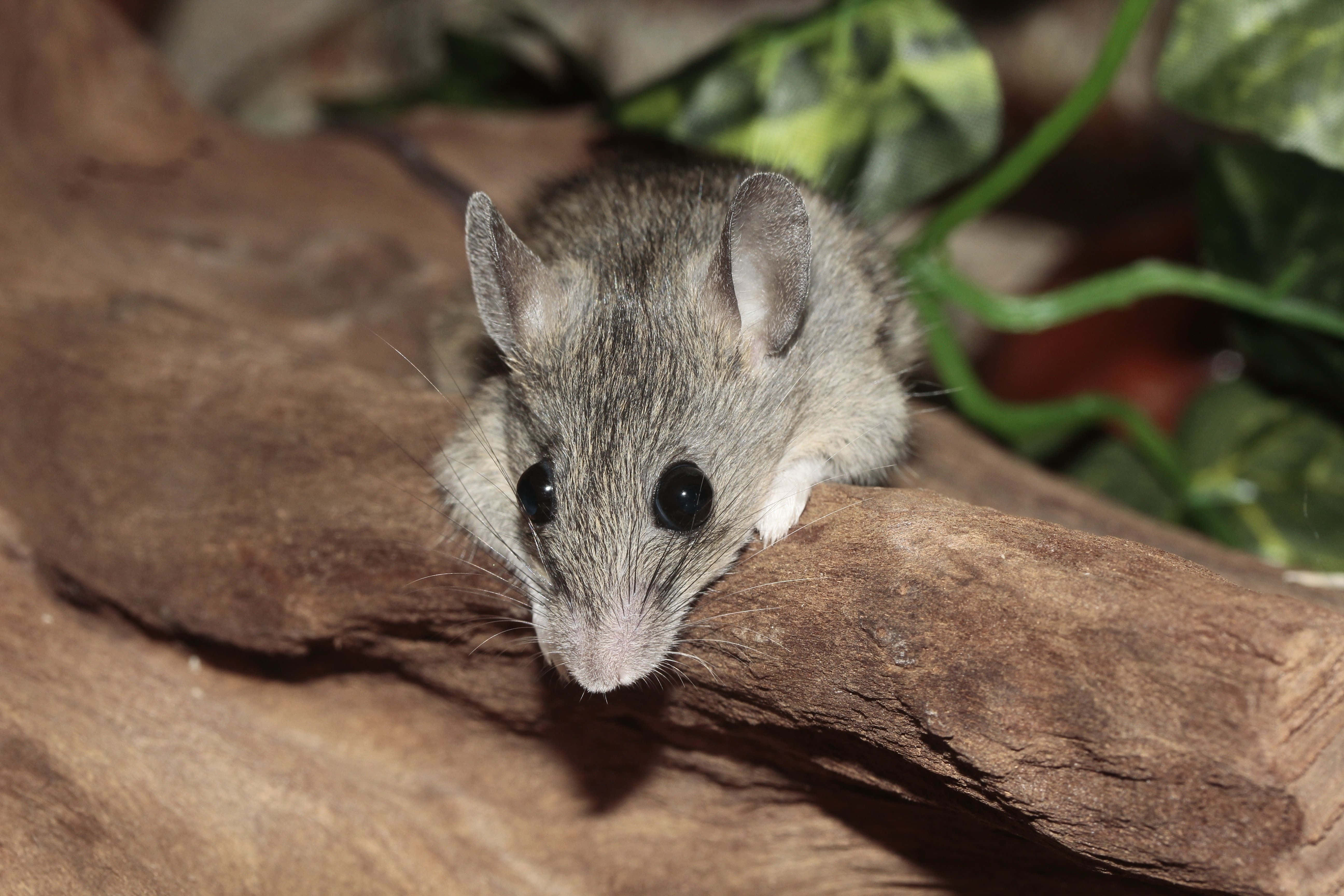 Mouse 桌布 壁紙 — 一隻灰色小老鼠，眼睛深色，警覺地棲息在粗糙的木枝上，周圍是綠色樹葉。