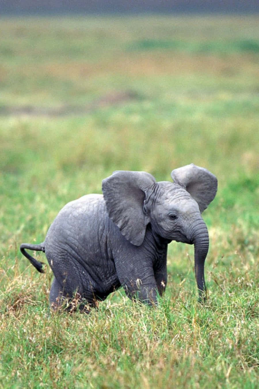 Cute Elephant 桌布 壁紙 — 一隻灰色小象，有大耳朵和皺紋的象鼻，在廣闊的稀樹草原上穿過高高的綠草。