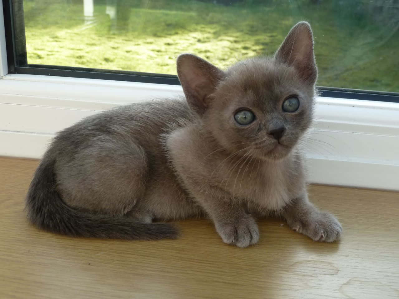 Burmese Cat 桌布 壁紙 — 一隻灰色小貓咪，有著引人注目的藍色眼睛，警覺地坐在木窗台上，好奇地凝視著觀看者。