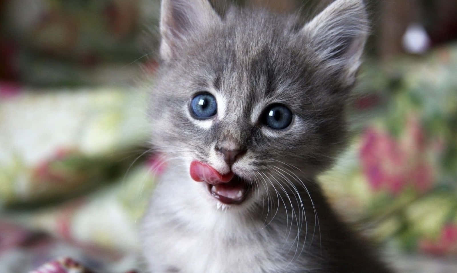 baby cat 桌布 壁紙 — 一隻灰色小貓咪特寫，擁有明亮的藍色眼睛，舔著嘴唇，直視鏡頭。