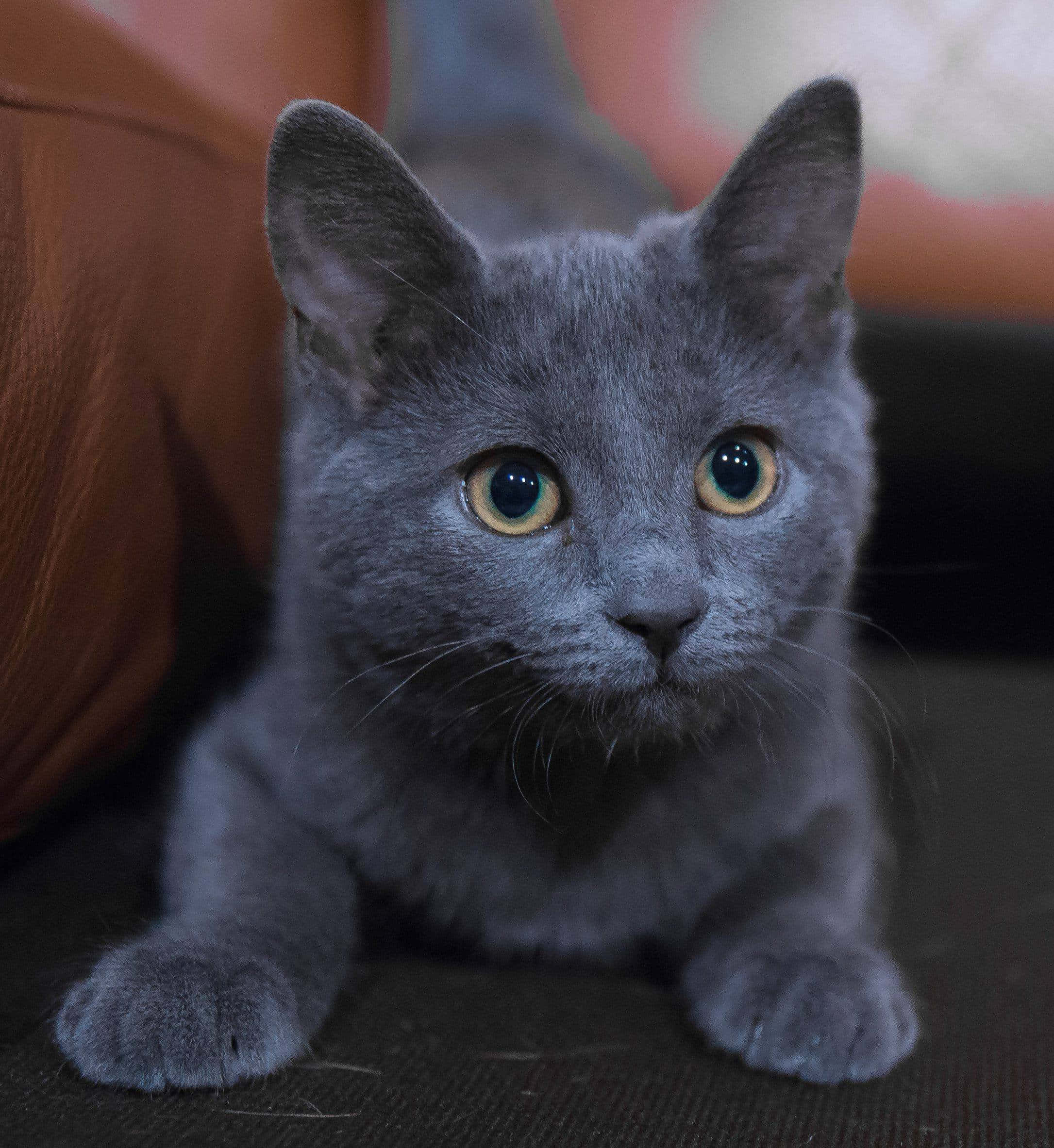 Russian Blue Cat 桌布 壁紙 — 一隻灰色小貓咪特寫，擁有明亮的黃色眼睛，在棕色皮革沙發附近的深色表面上休息。