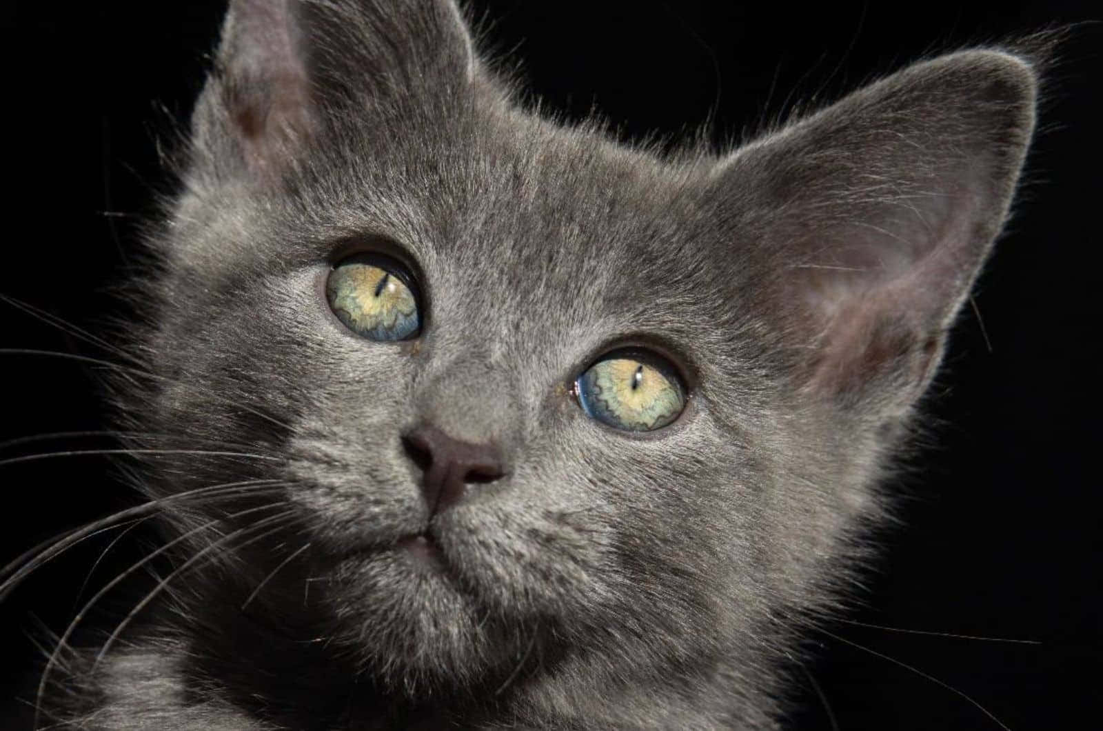 Russian Blue Cat 桌布 壁紙 — 一隻灰色小貓咪的特寫，擁有引人注目的綠色眼睛，背景為黑色。