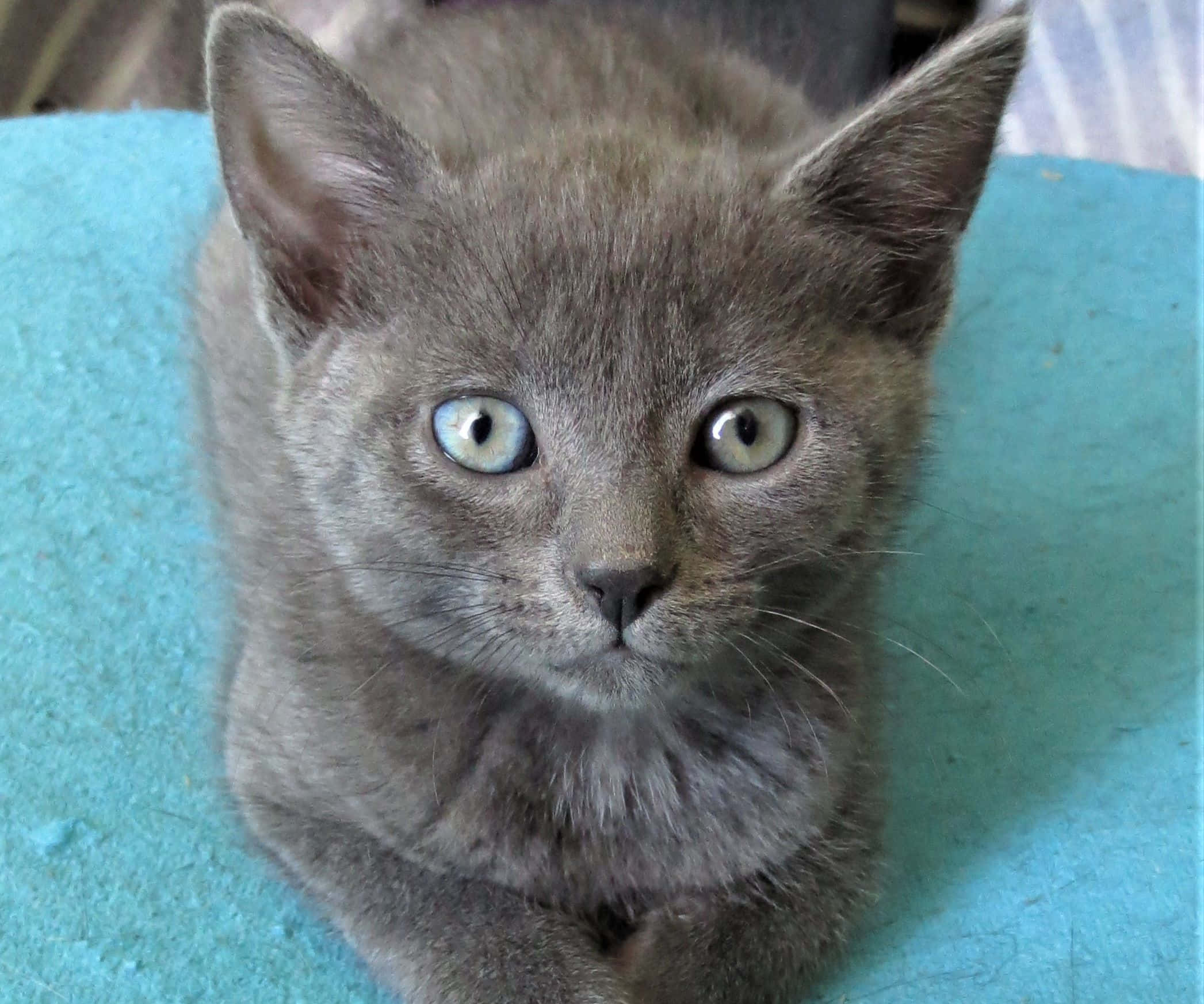Chartreux 桌布 壁紙 — 一隻灰色小貓咪的特寫，擁有明亮的藍色眼睛，在藍綠色表面上直視鏡頭。
