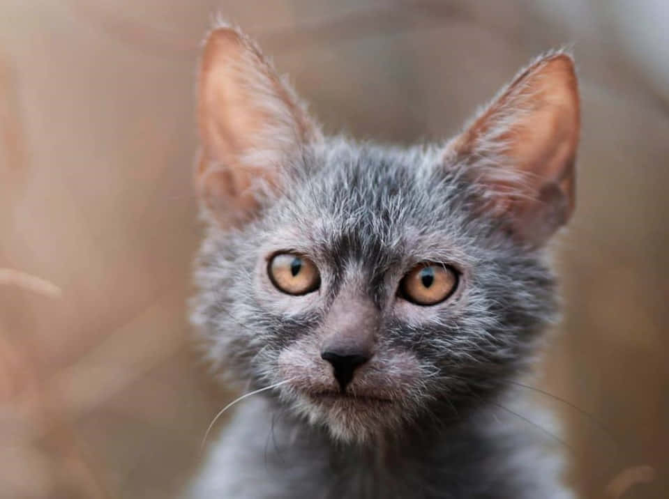 Lykoi 桌布 壁紙 — 一隻灰色小貓的近距離特寫，擁有引人注目的琥珀色眼睛和簇狀耳朵，直視鏡頭。
