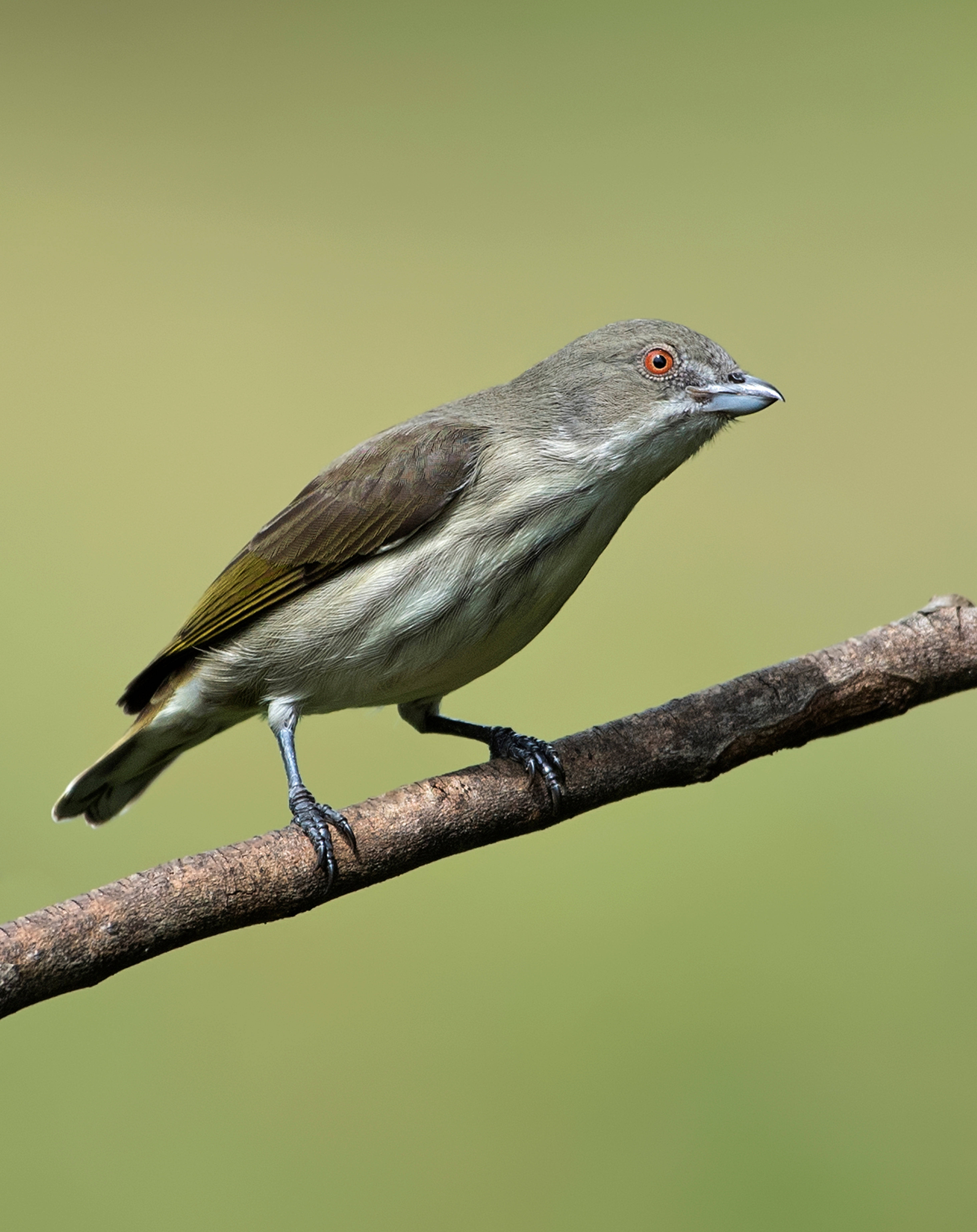 birds 桌布 壁紙 — 一隻灰色小鳥，紅眼睛，平靜地棲息在紋理分明的樹枝上，背景是柔和的綠色。