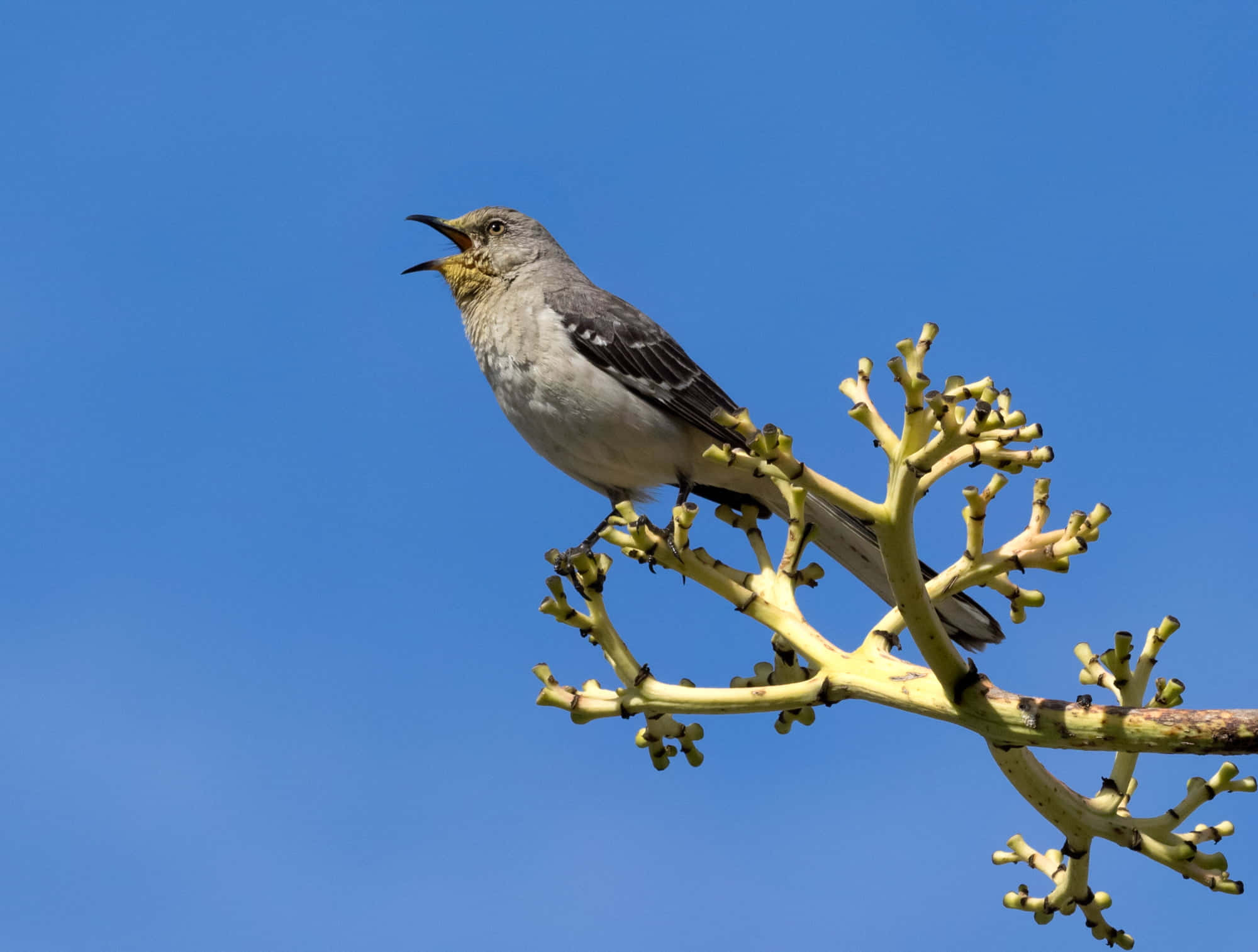 Birds Chirping 桌布 壁紙 — 一隻灰色小鳥喉嚨呈黃色，棲息在分枝植物上，背景是清澈的藍天。