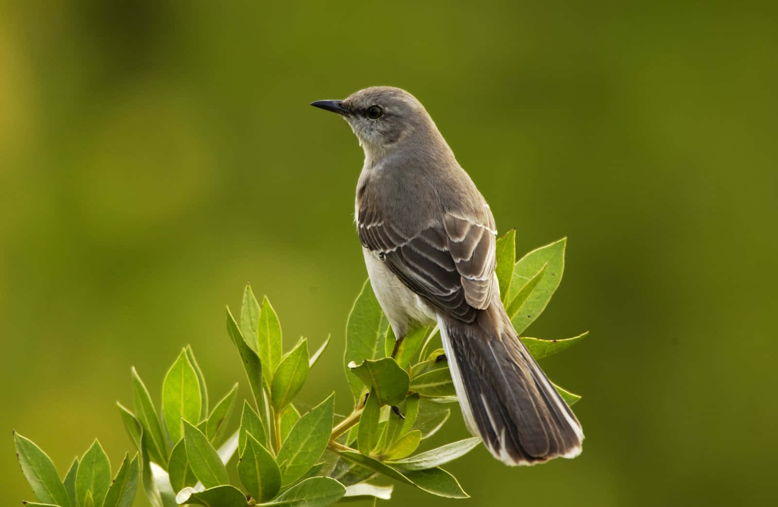 Mockingbird 桌布 壁紙 — 一隻灰色小鳥警覺地棲息在鮮綠的葉子上，背景是柔和模糊的自然景色。
