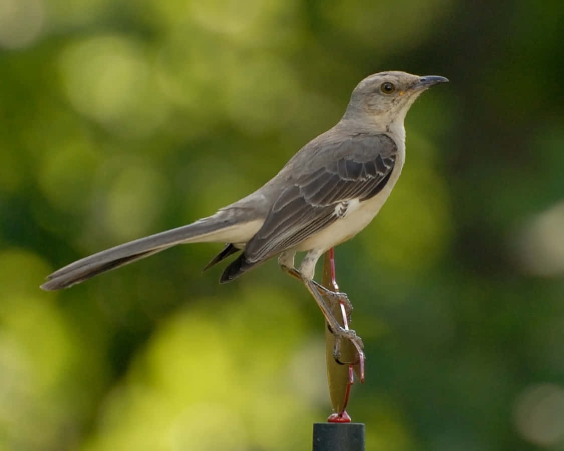Mockingbird 桌布 壁紙 — 一隻灰色小鳥長尾警覺地棲息在紅頂柱子上，背景是柔和的綠色模糊。