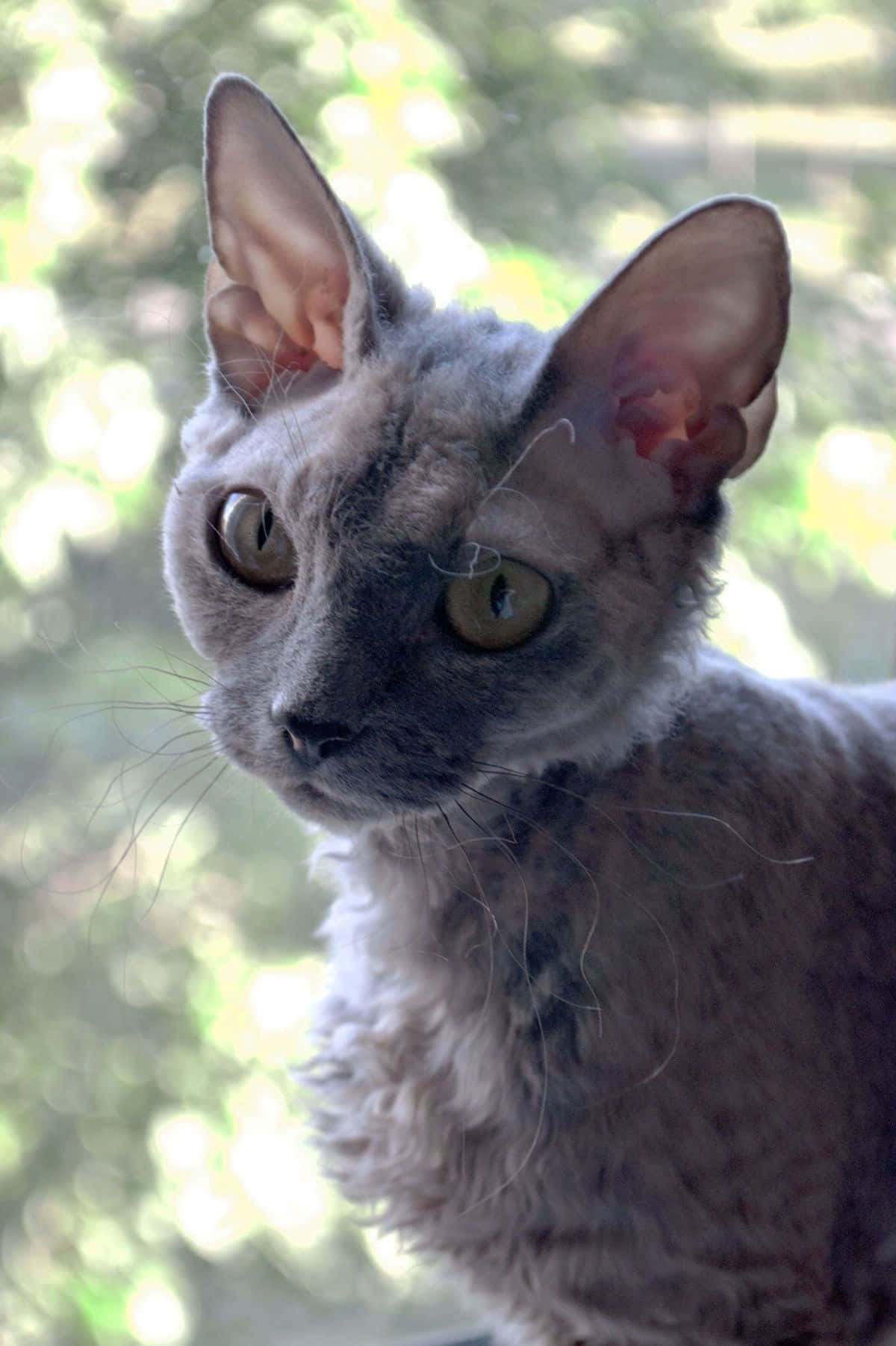 Devon Rex 桌布 壁紙 — 一隻灰色康沃爾帝王貓的特寫，有大耳朵和綠色眼睛，在明亮模糊的戶外背景下專注地凝視。