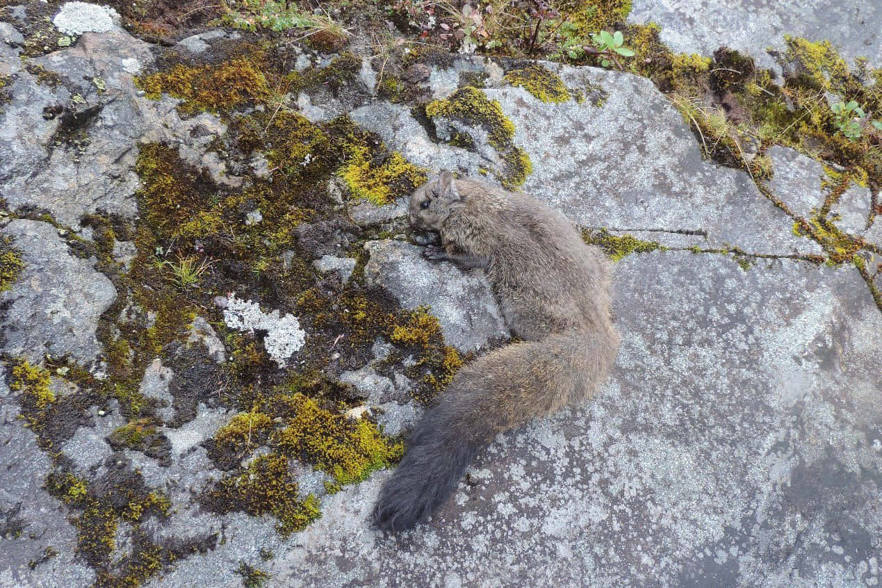 Flying Squirrel 桌布 壁紙 — 一隻灰色松鼠在長滿苔蘚、地衣和小植物的岩石上安靜地休息。