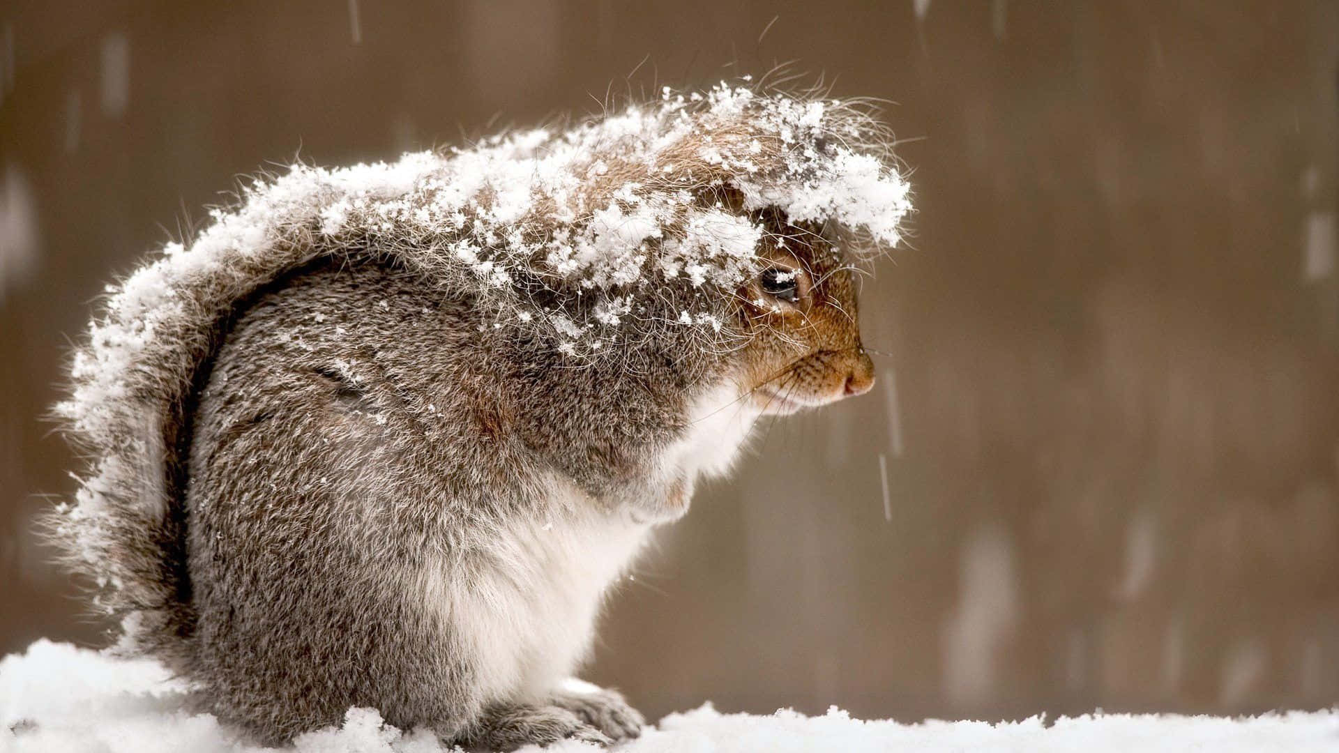 Winter Animal 桌布 壁紙 — 一隻灰色松鼠坐在飄落的雪中，其蓬鬆的尾巴和頭部沾滿白色雪花，背景是模糊的棕色。