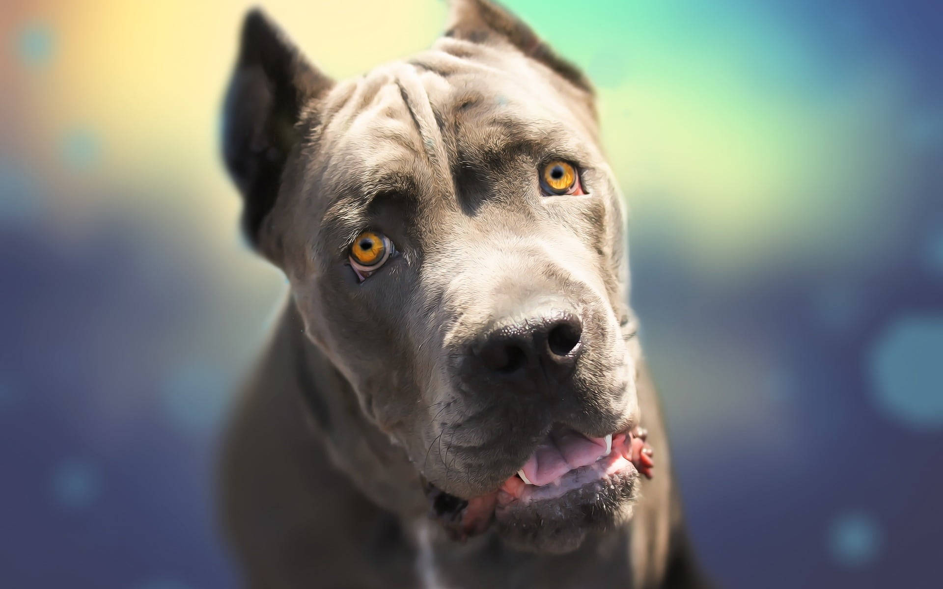 卡斯羅犬 桌布 壁紙 — 一隻灰色比特犬的特寫，擁有強烈的琥珀色眼睛和微微張開的嘴巴，背景是色彩繽紛的散景。