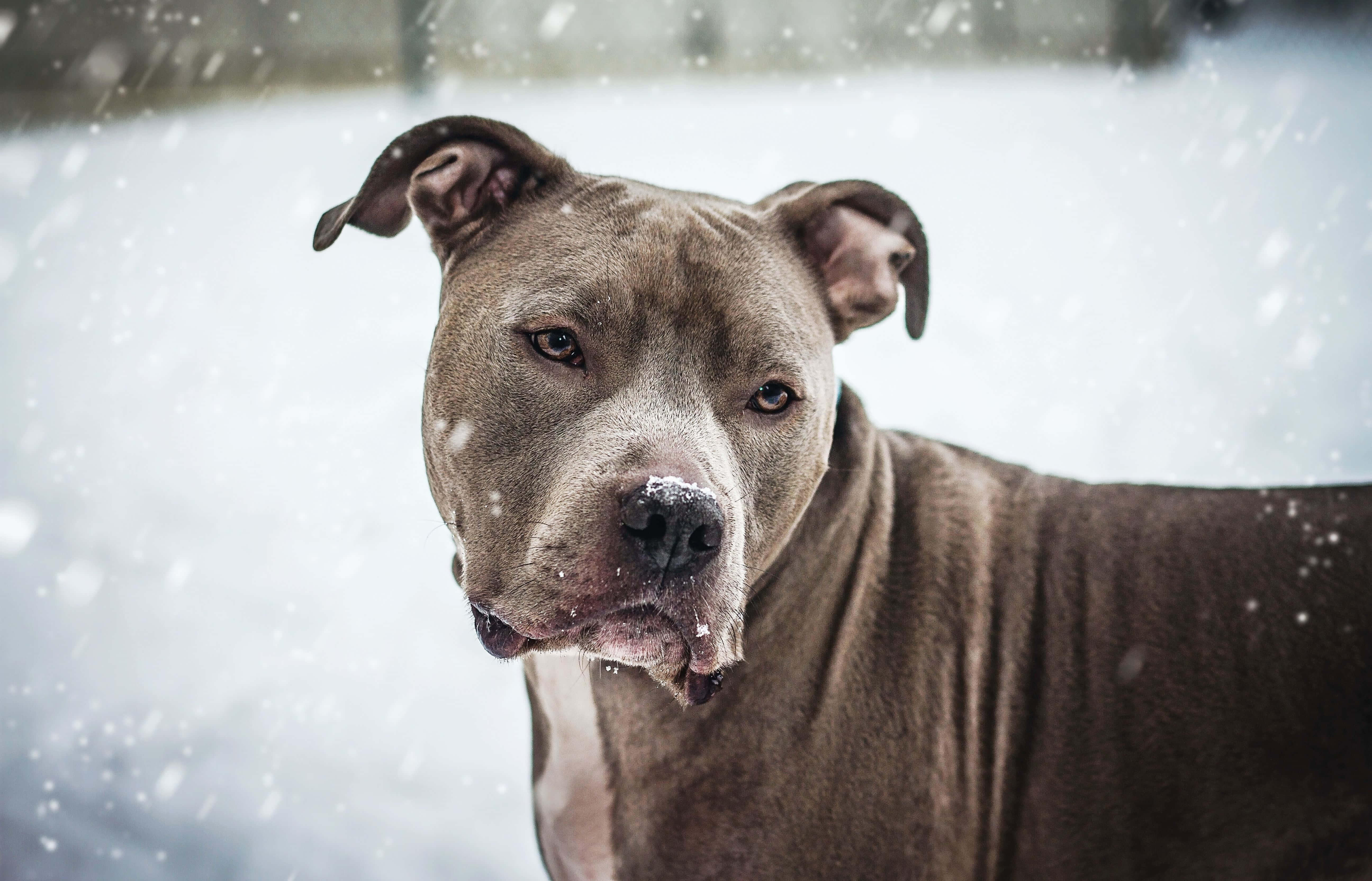 Pitbull 桌布 壁紙 — 一隻灰色比特犬站在雪景中，雪花輕輕飄落在牠堅定的臉龐周圍。