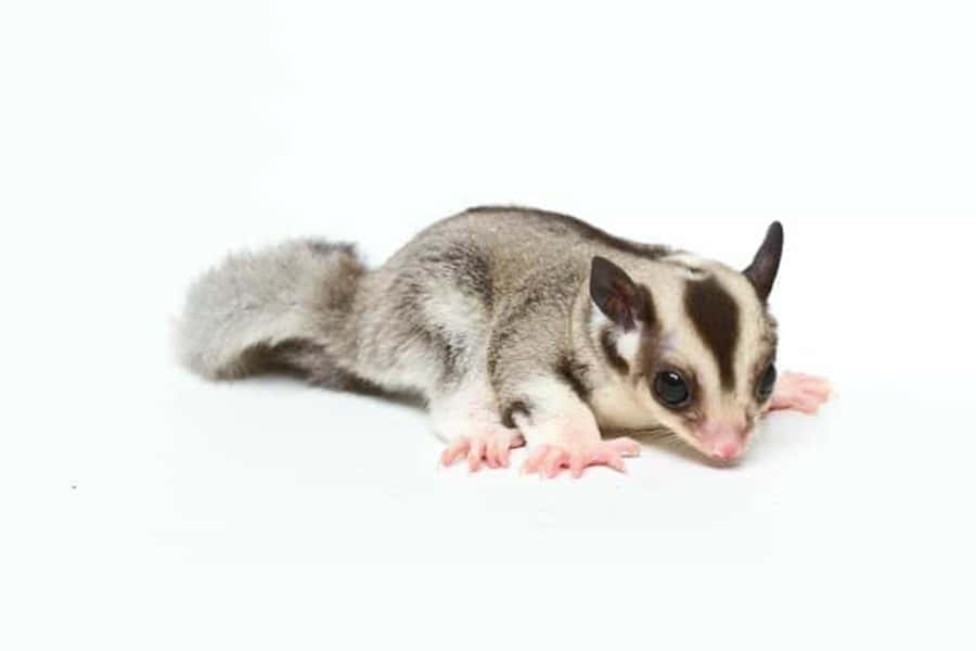Sugar Glider 桌布 壁紙 — 一隻灰色毛髮、粉紅色腳掌的小蜜袋鼯在純白色背景上休息。
