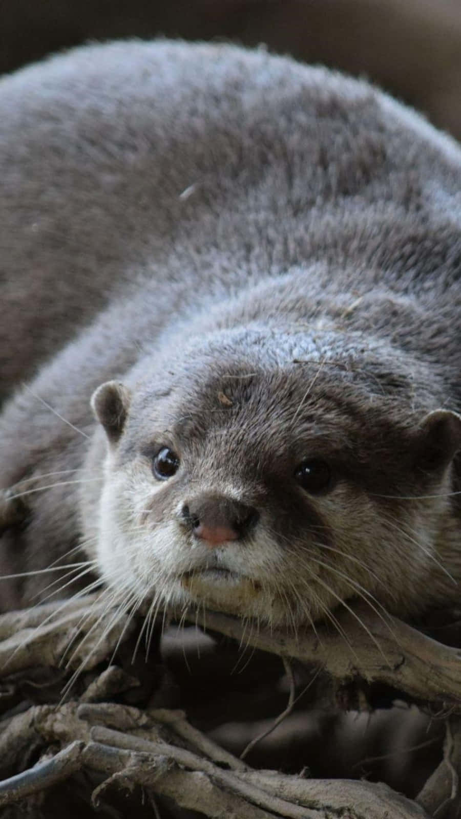 動物 桌布 壁紙 — 一隻灰色水獺的特寫，毛髮濕透，鬍鬚清晰，在纏繞的樹枝上休息。