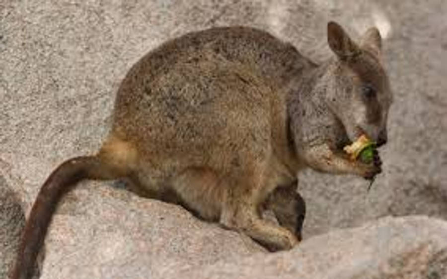 Kangaroo 桌布 壁紙 — 一隻灰色沙袋鼠坐在岩石地形上，專注地啃咬一片綠葉。