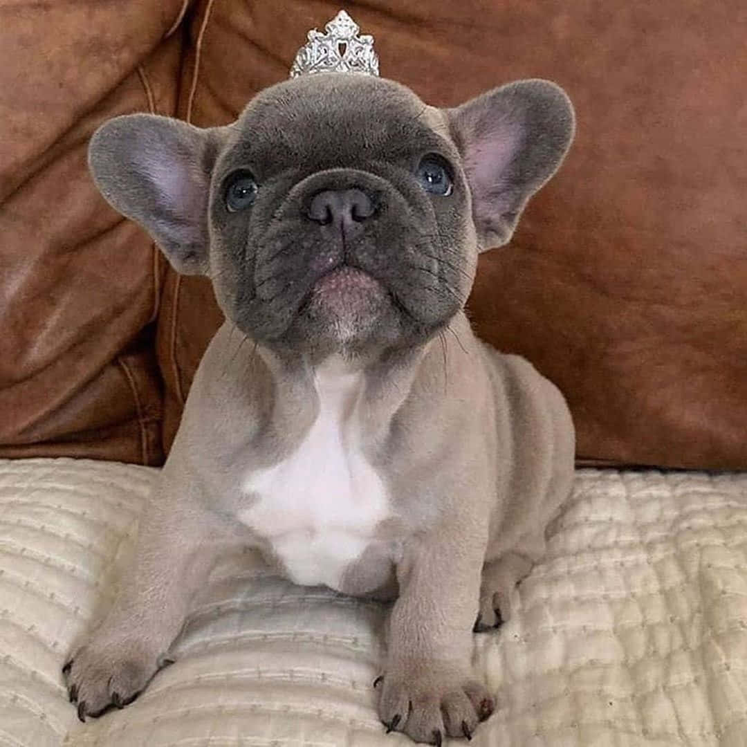 Bulldog 桌布 壁紙 — 一隻灰色法國鬥牛犬幼犬戴著一個細小的銀色頭飾，威風凜凜地坐在一張絎縫奶油色毯子上，背景是棕色皮革沙發。
