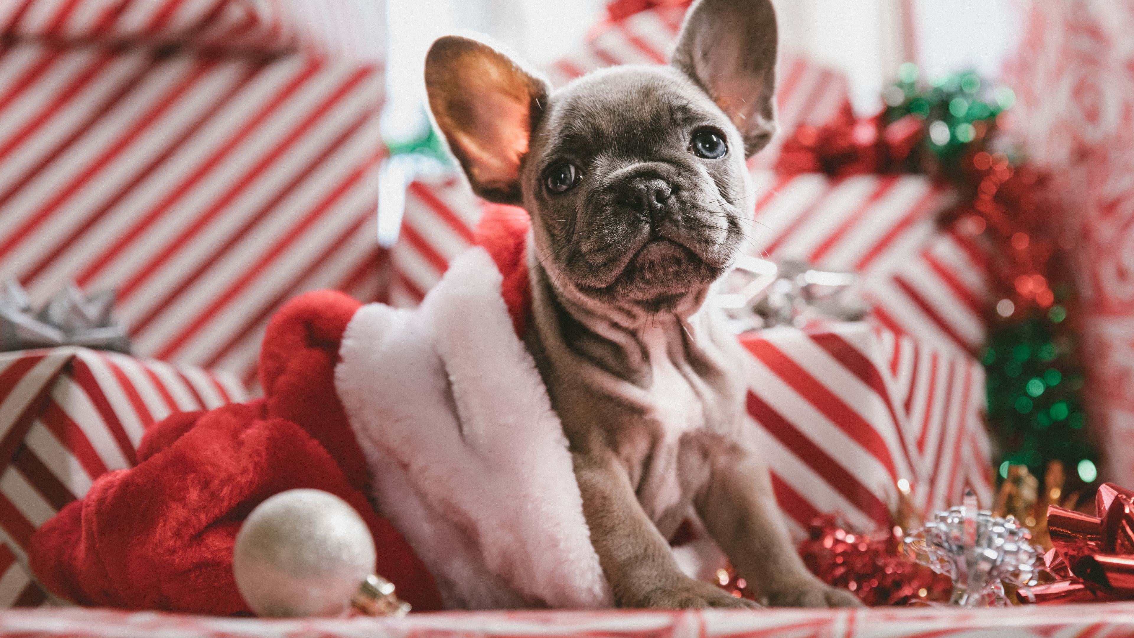 Bulldog 桌布 壁紙 — 一隻灰色法國鬥牛犬幼犬戴著紅色聖誕帽，坐在紅白條紋聖誕禮物和節日裝飾品中。