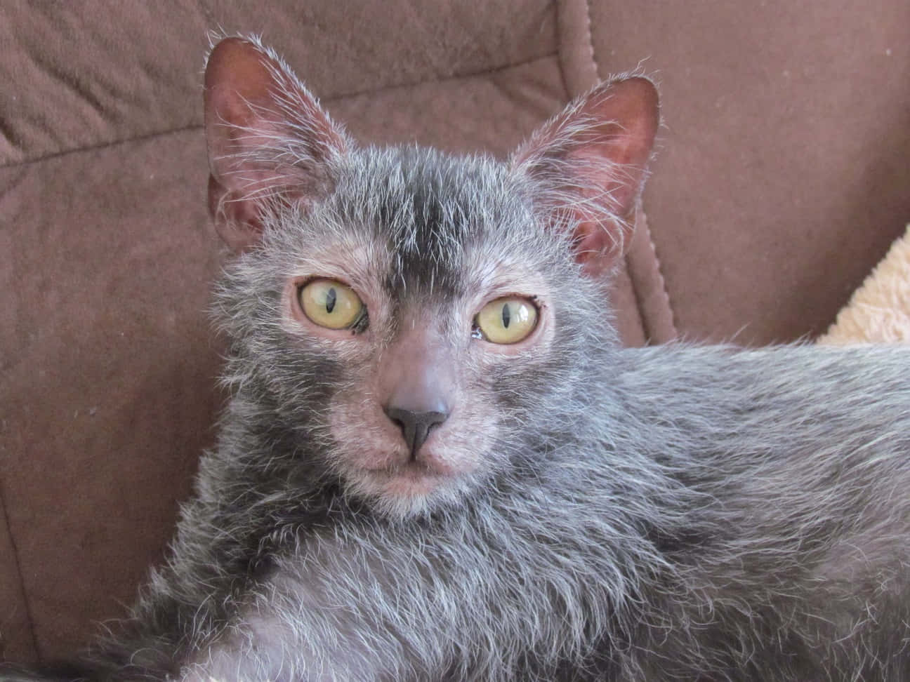 Lykoi 桌布 壁紙 — 一隻灰色無毛貓的特寫，牠有對搶眼的黃色眼睛，在棕色沙發上休息。