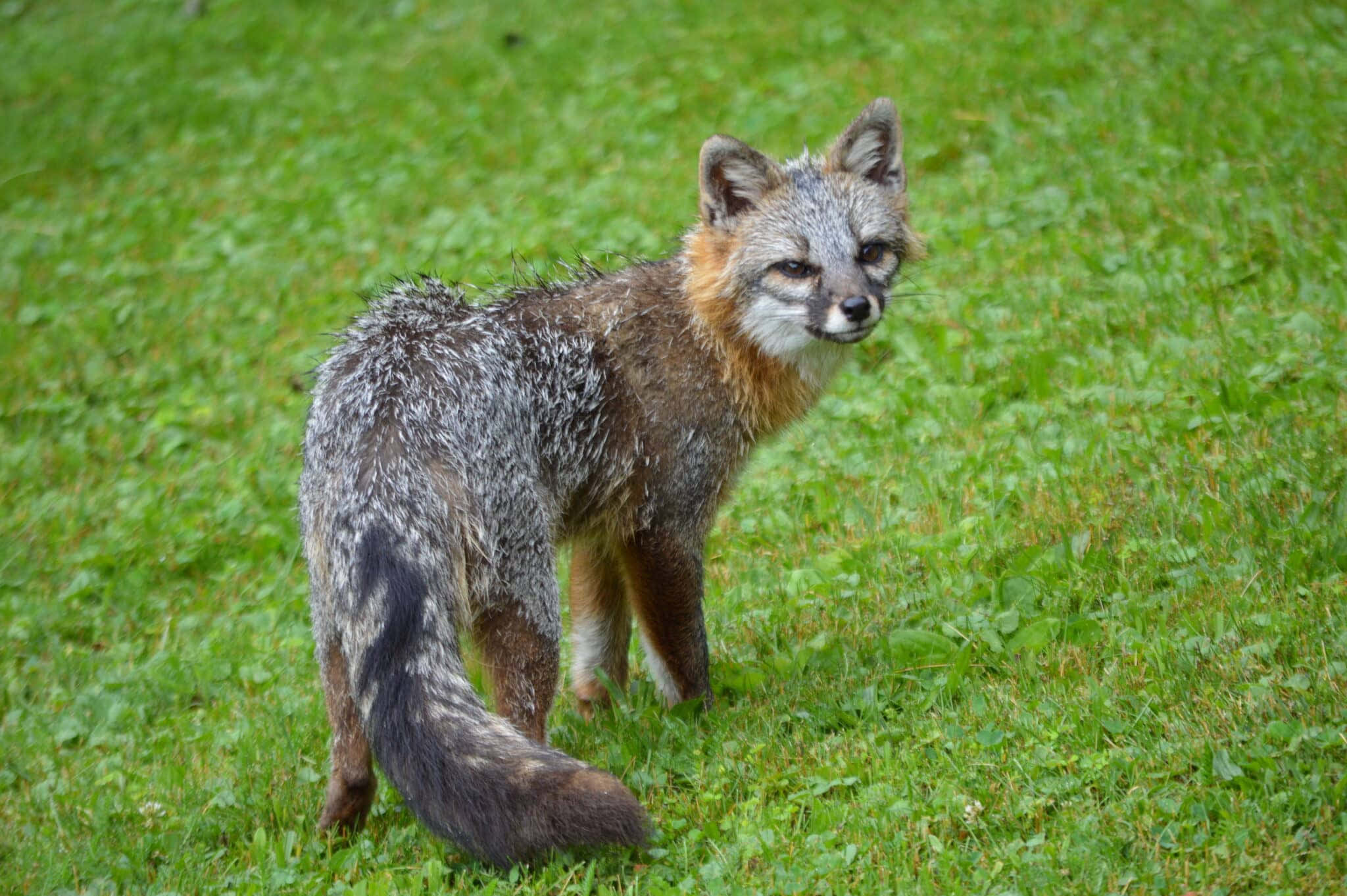 Gray Fox 桌布 壁紙 — 一隻灰色狐狸，尾巴蓬鬆，警覺地站在茂密的綠色草地上。