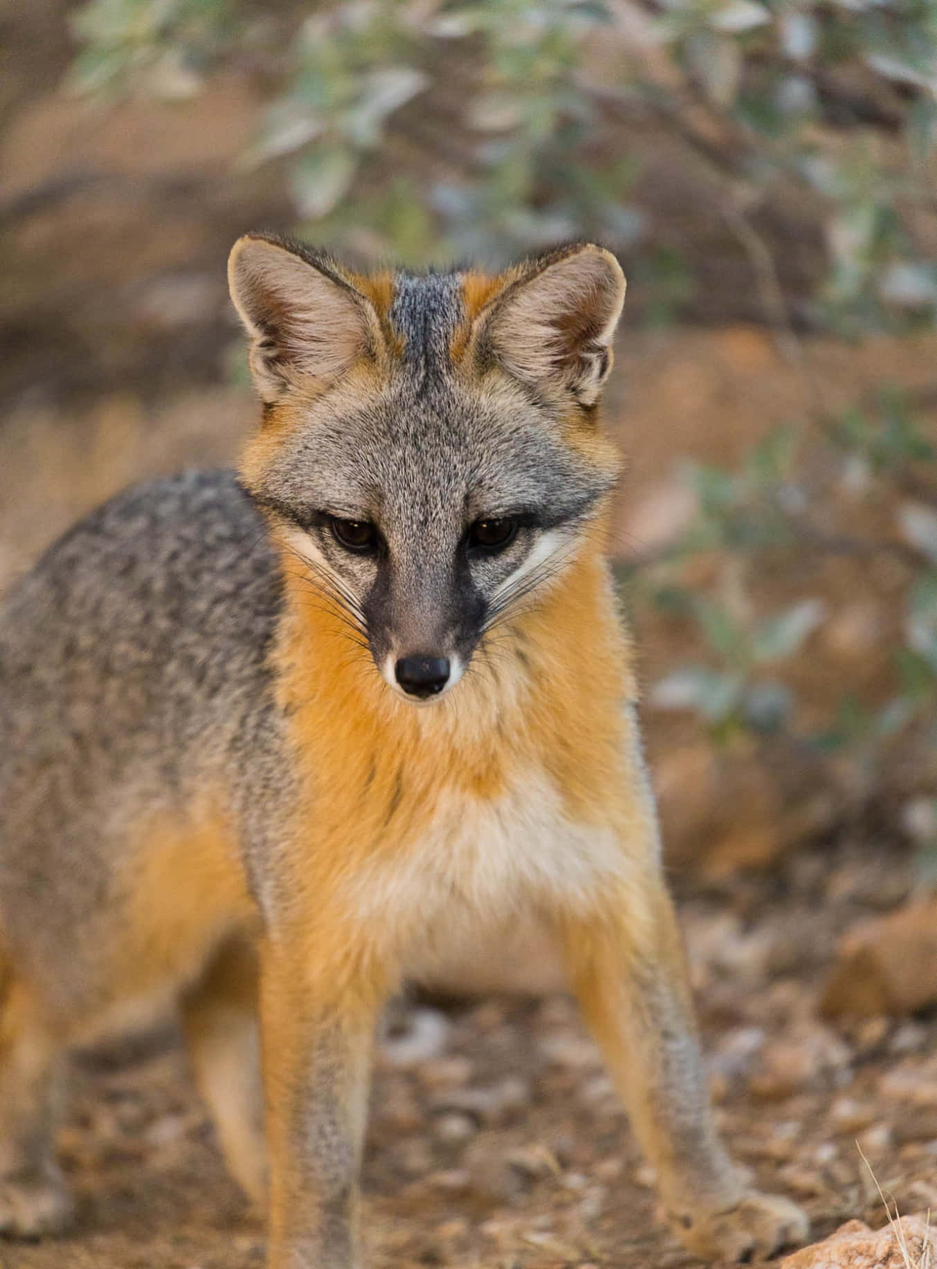 Gray Fox 桌布 壁紙 — 一隻灰色狐狸，橙色胸部，警覺的耳朵，站在陽光照射的岩石地形上，背後有模糊的綠色樹葉。