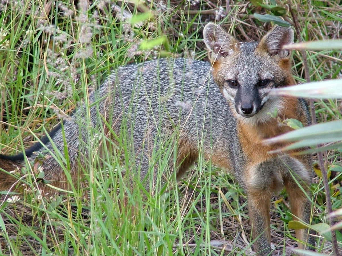 Gray Fox 桌布 壁紙 — 一隻灰色狐狸，胸部帶有紅褐色，在自然環境中從高高的綠草中專注地凝視。