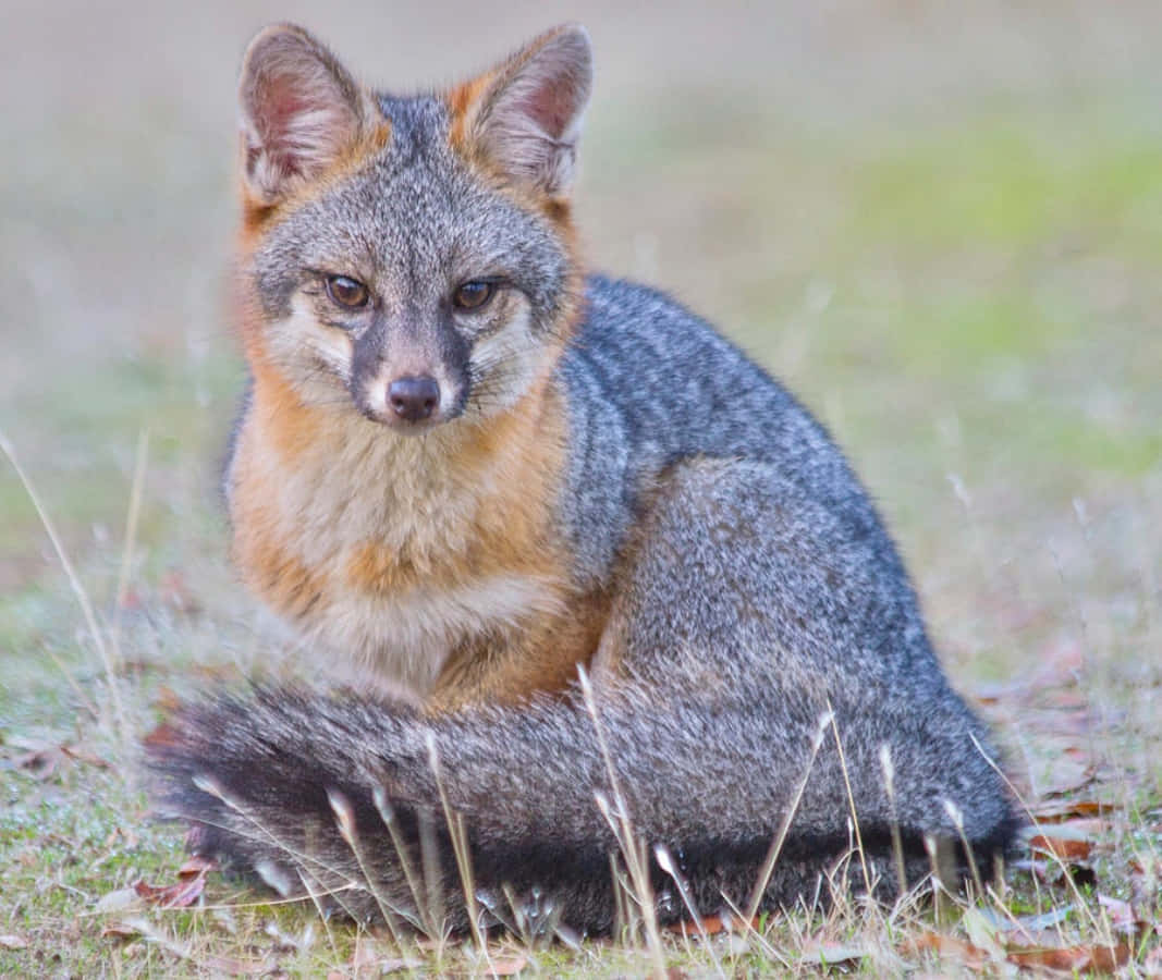 Gray Fox 桌布 壁紙 — 一隻灰色狐狸，胸部橙色，警覺地坐在草地上，直視觀眾。