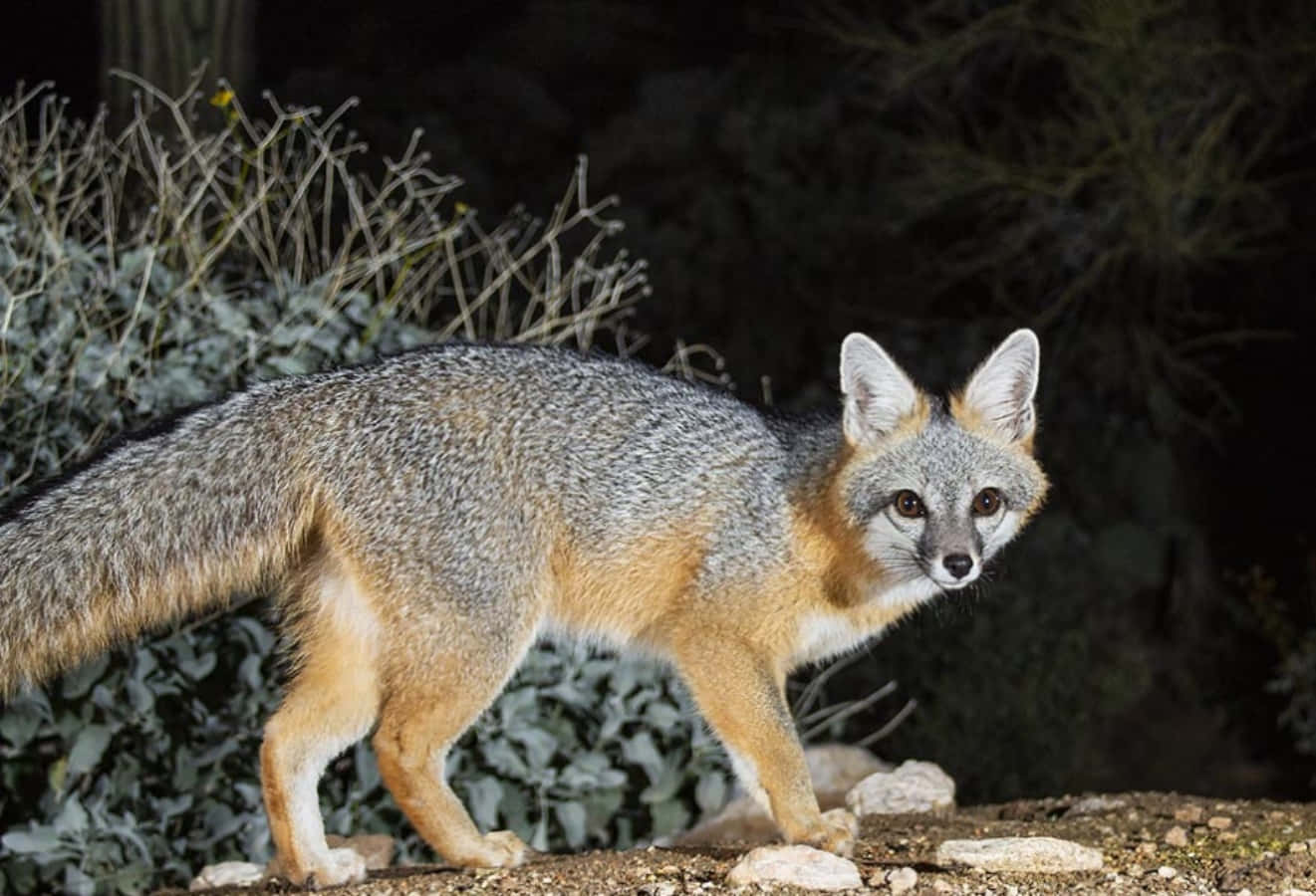 Gray Fox 桌布 壁紙 — 一隻灰色狐狸，腹部呈橙色，在柔和的燈光下，於黑暗的樹葉間的岩石地上警覺地站立。