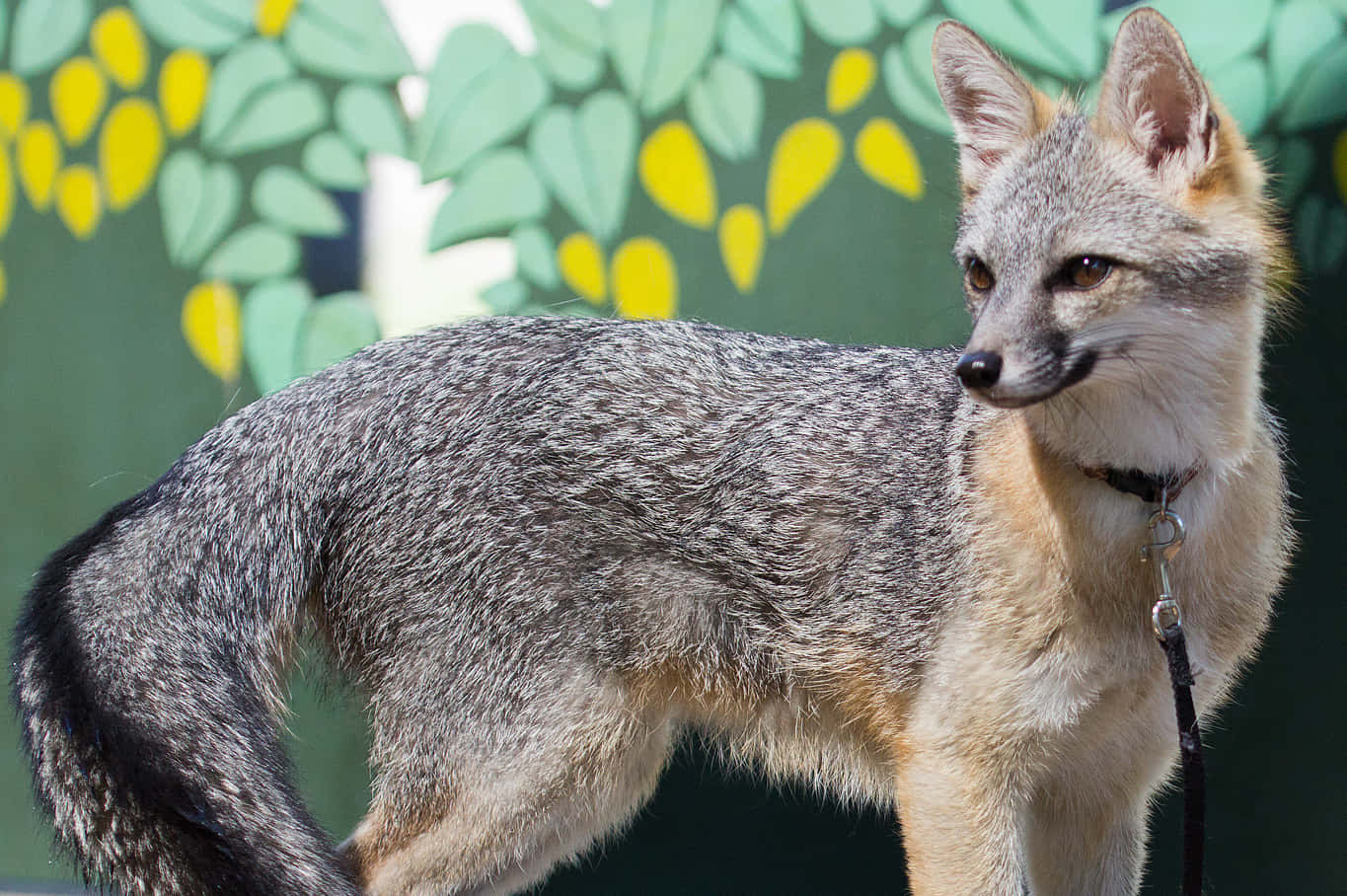 Gray Fox 桌布 壁紙 — 一隻灰色狐狸警覺地繫著皮帶，站在繪有綠色和黃色葉子的背景前。