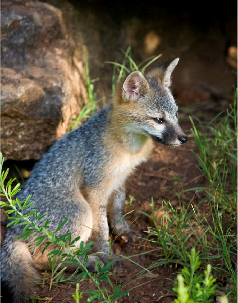 Gray Fox 桌布 壁紙 — 一隻灰色狐狸豎起警覺的耳朵，坐在陽光普照的草地上，旁邊有一塊大石頭，專注地向前凝視。