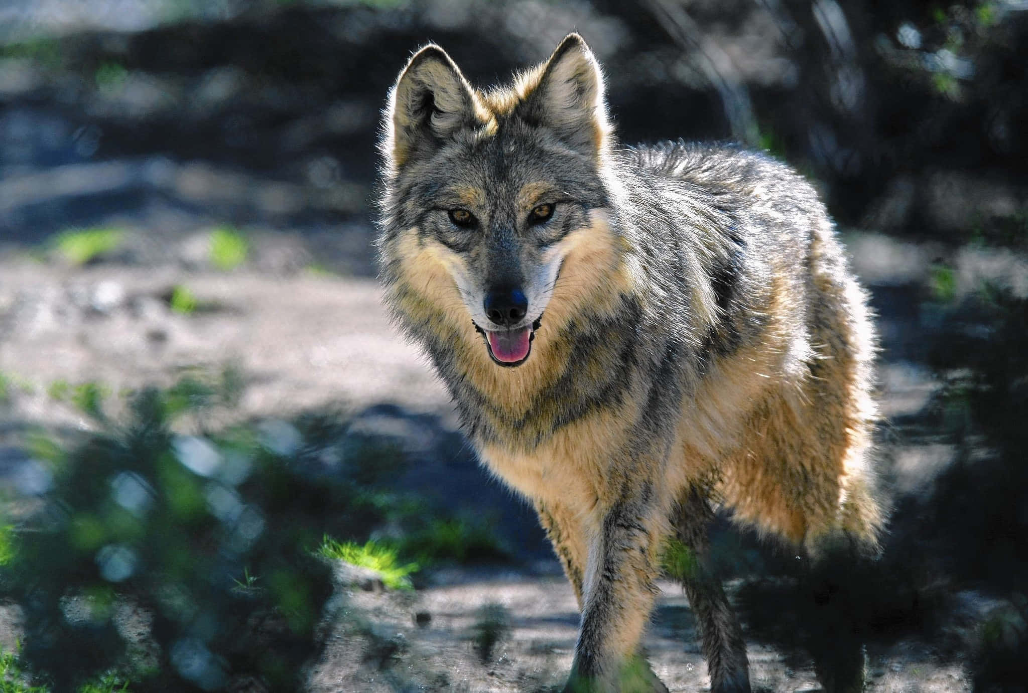 Mexican Wolf 桌布 壁紙 — 一隻灰色狼，帶有棕褐色口鼻，在斑駁的陽光下警覺地站在有綠色樹葉的森林地面上。