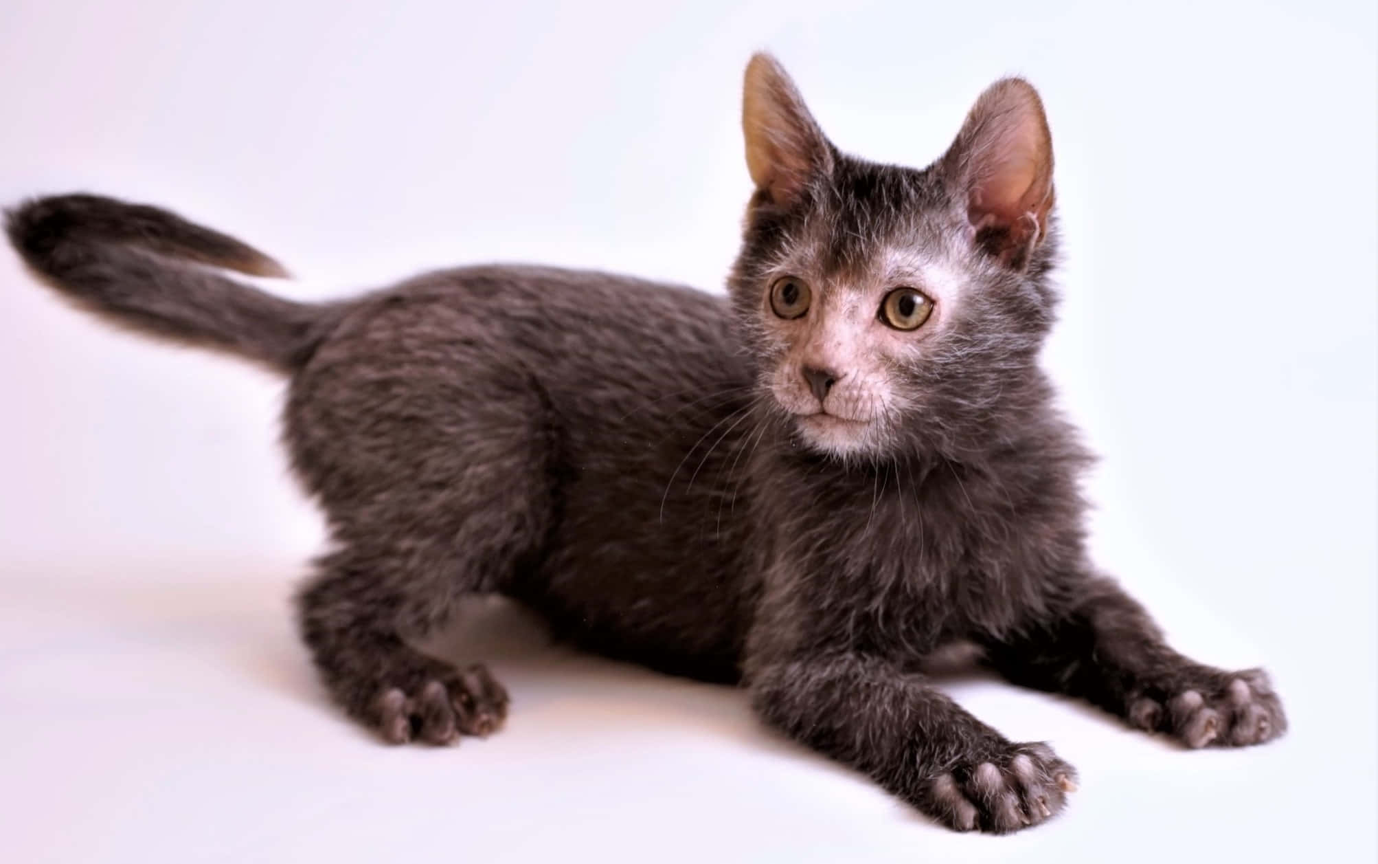 Lykoi 桌布 壁紙 — 一隻灰色的Devon Rex小貓，有大耳朵和大眼睛，警覺地躺在純白色背景上。