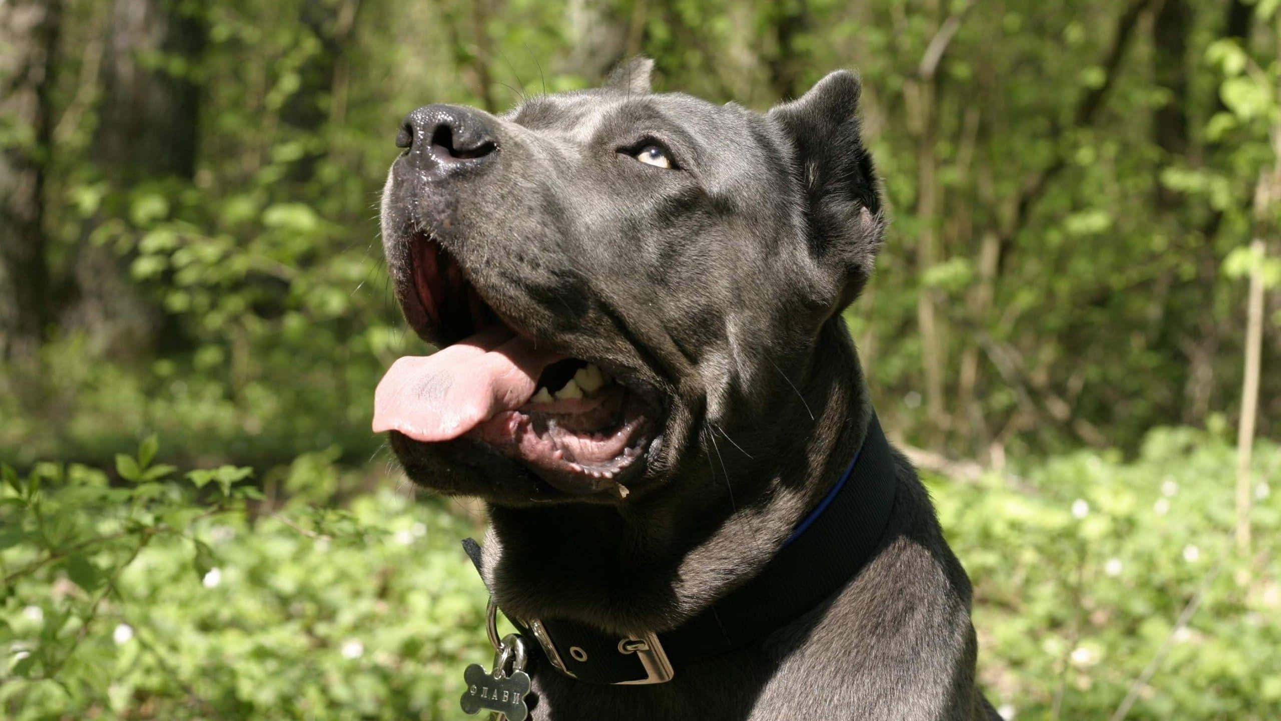 卡斯羅犬 桌布 壁紙 — 一隻灰色的卡斯羅犬伸出舌頭，在陽光明媚的森林空地中向上凝視。