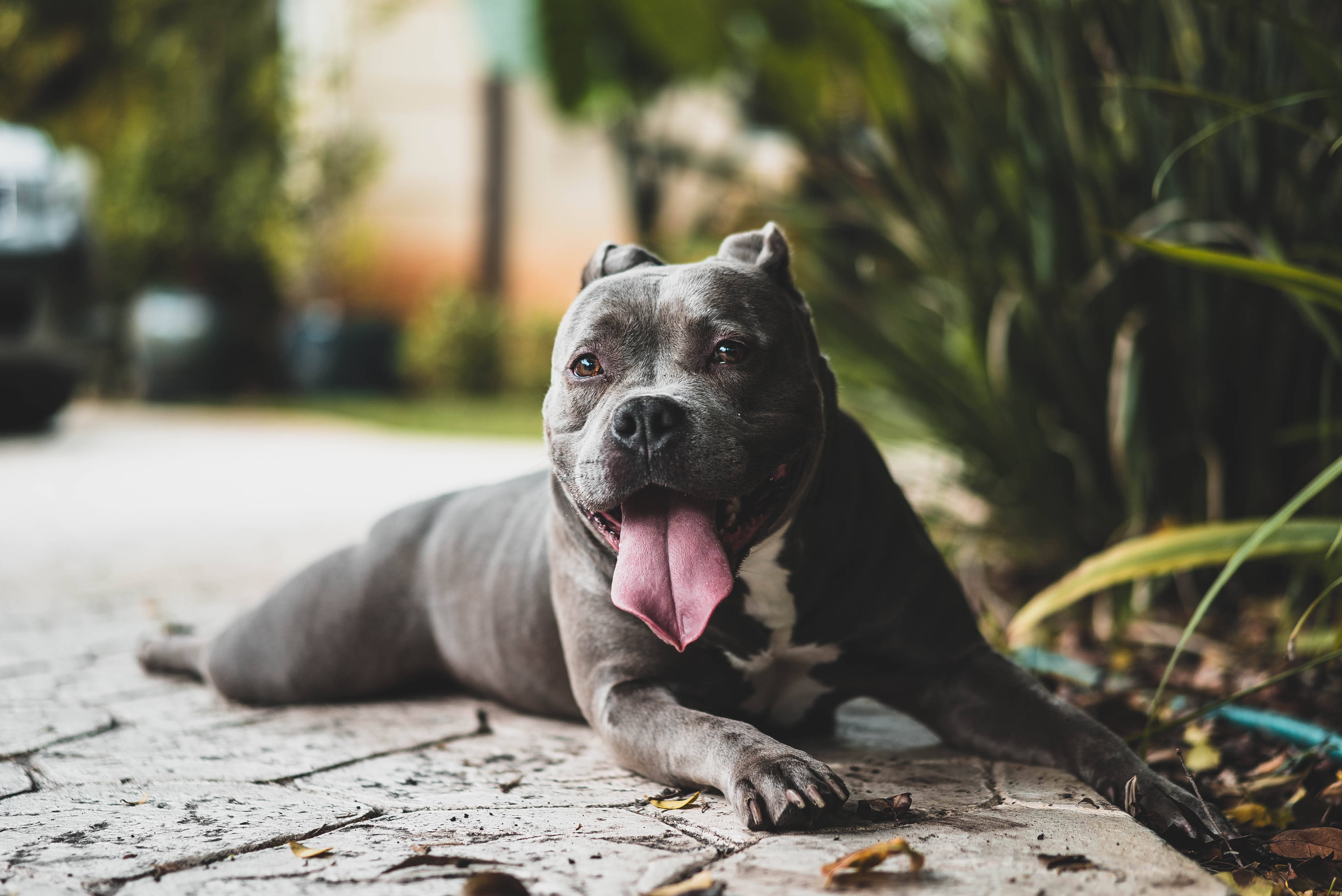 Pitbull 桌布 壁紙 — 一隻灰色的比特犬，有粉紅色的舌頭，在被綠色植物包圍的石頭庭院裡開心地休息著。