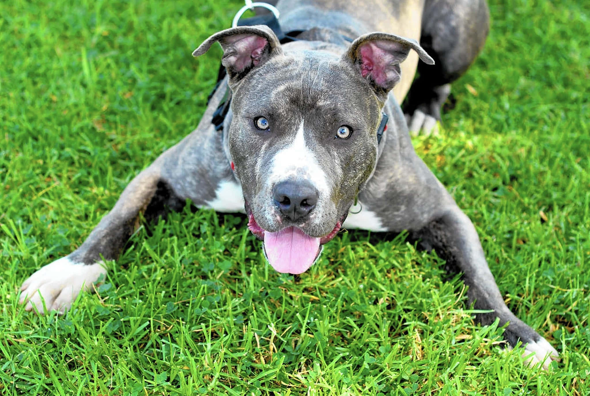 Pitbull 桌布 壁紙 — 一隻灰色的比特犬，有著明亮的藍眼睛，開心地喘氣躺在鮮綠色的草地上。
