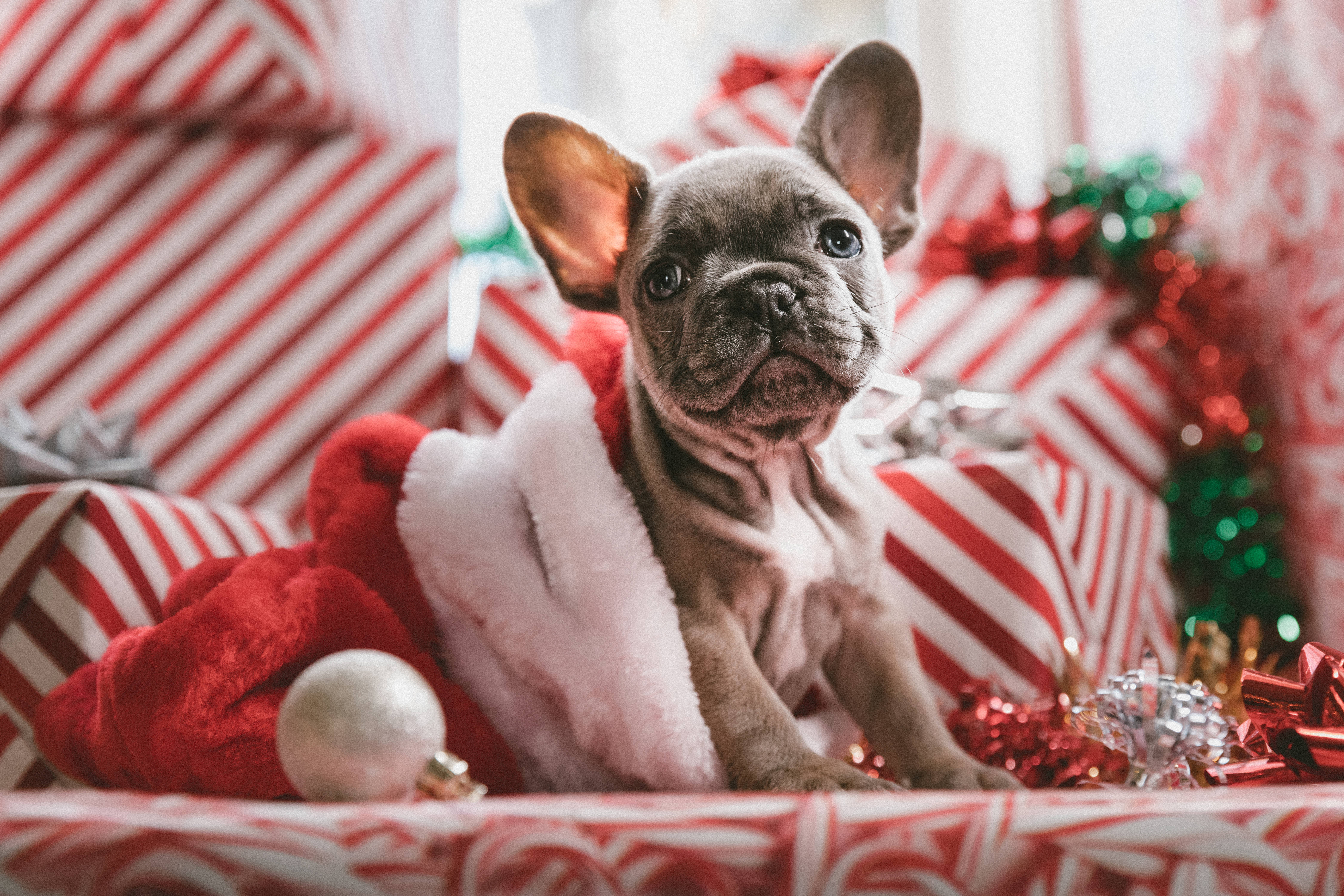 聖誕節 桌布 壁紙 — 一隻灰色的法國鬥牛犬幼犬戴著紅色聖誕帽，坐在紅白條紋的聖誕禮物和節日裝飾品中。