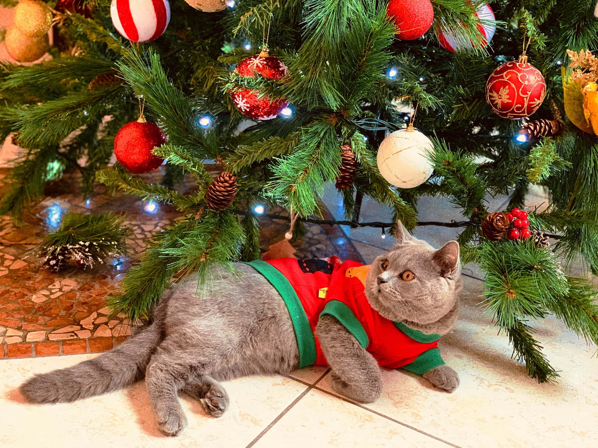 Teams Christmas 桌布 壁紙 — 一隻灰色的貓穿著紅綠相間的毛衣，在裝飾著閃爍燈光和飾品的聖誕樹下休息。