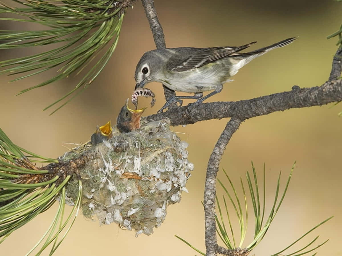 Nest 桌布 壁紙 — 一隻灰色的鳥在樹枝上松針間的苔蘚巢中餵養雛鳥。
