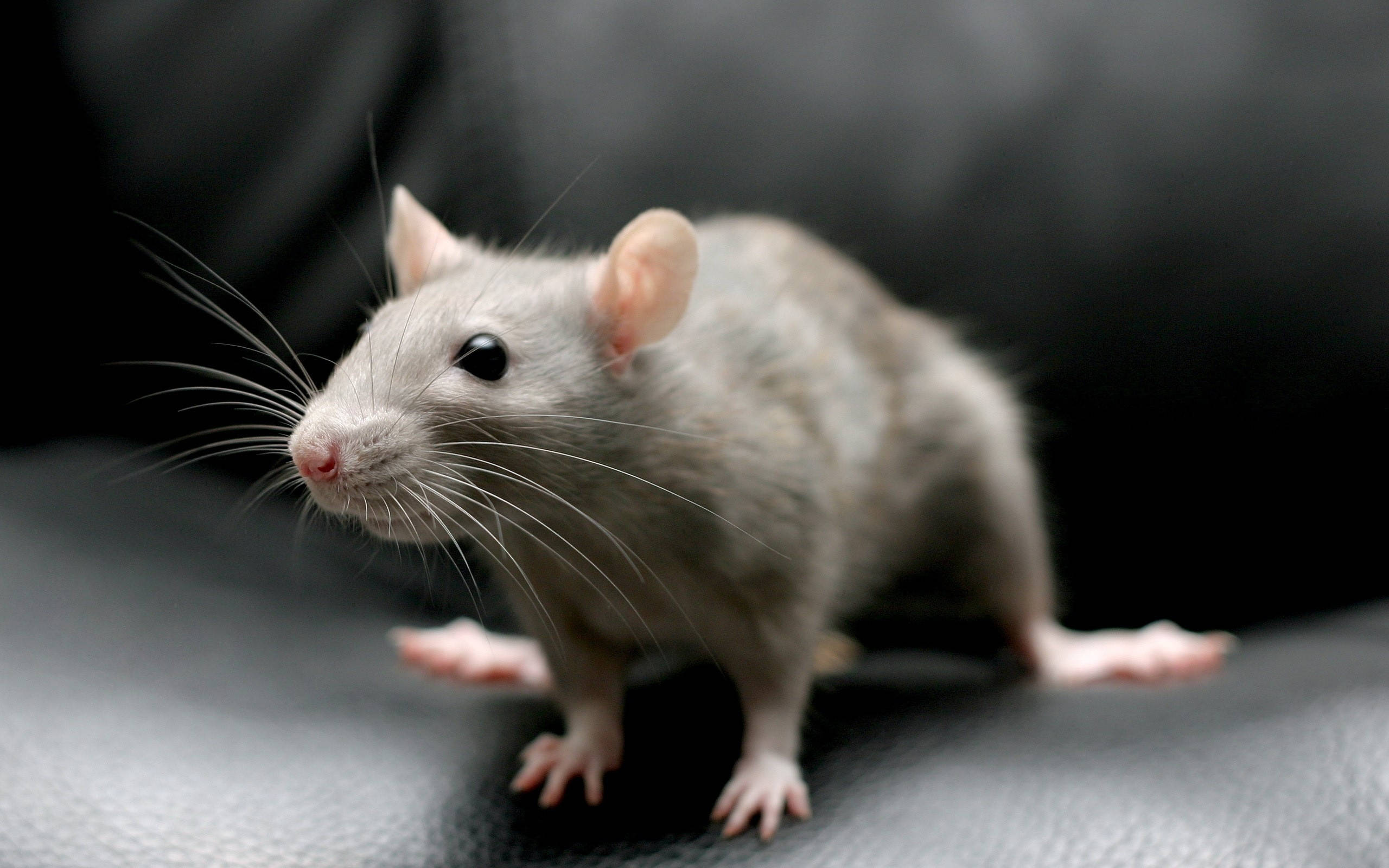 Mouse 桌布 壁紙 — 一隻灰色老鼠，有粉紅色爪子和鬍鬚，警覺地站在黑色皮革表面上的特寫。
