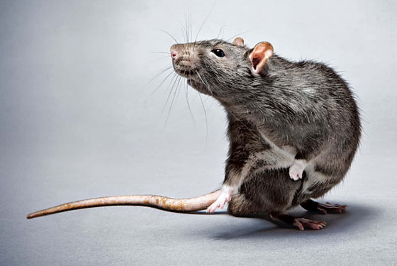 Rat 桌布 壁紙 — 一隻灰色老鼠直立在純灰色表面上，長尾巴伸展，鬍鬚顫動，向上看。
