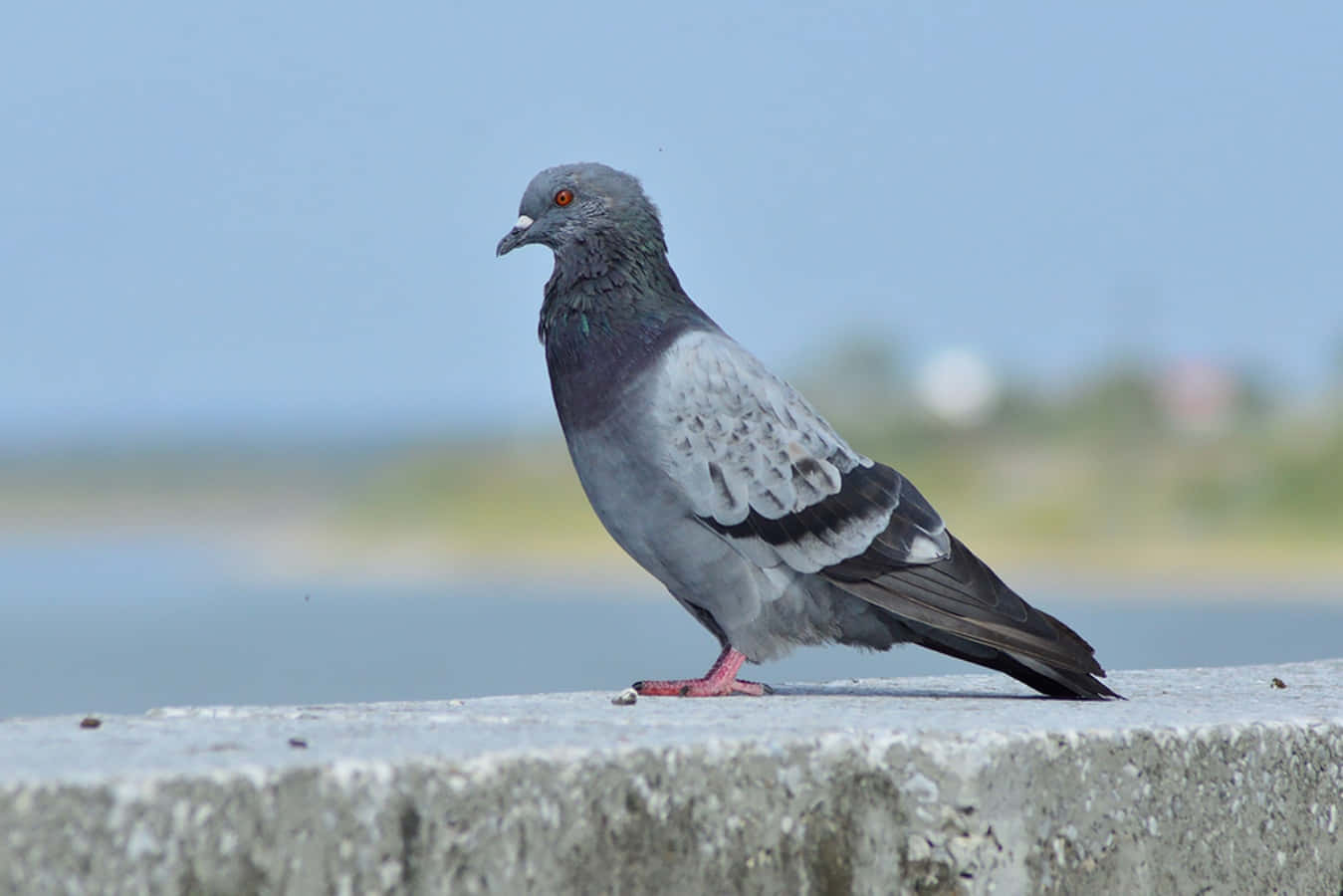 pigeon 桌布 壁紙 — 一隻灰色腳紅的鴿子警覺地站在風化的混凝土邊緣上，背景是柔和的藍天。