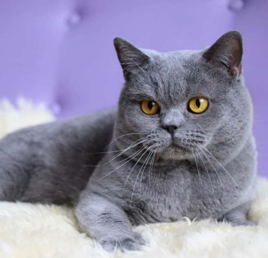 grey cat 桌布 壁紙 — 一隻灰色英國短毛貓，擁有引人注目的黃色眼睛，高貴地躺在柔軟的白色絨毛表面上，背景是柔和的紫色簇絨質感。