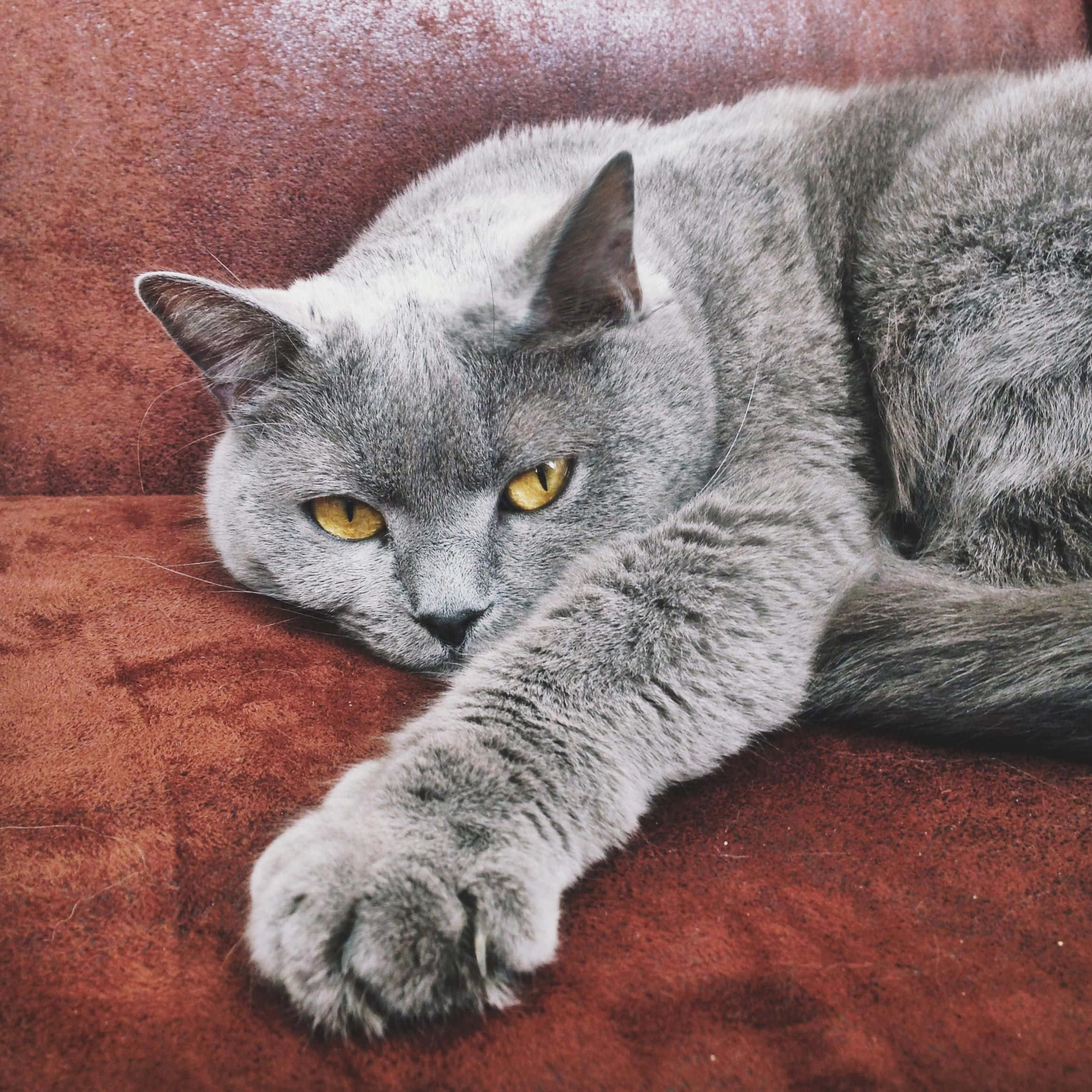 Chartreux 桌布 壁紙 — 一隻灰色英國短毛貓，有著引人注目的黃色眼睛，威風凜凜地躺在質感豐富的鏽紅色天鵝絨沙發上。