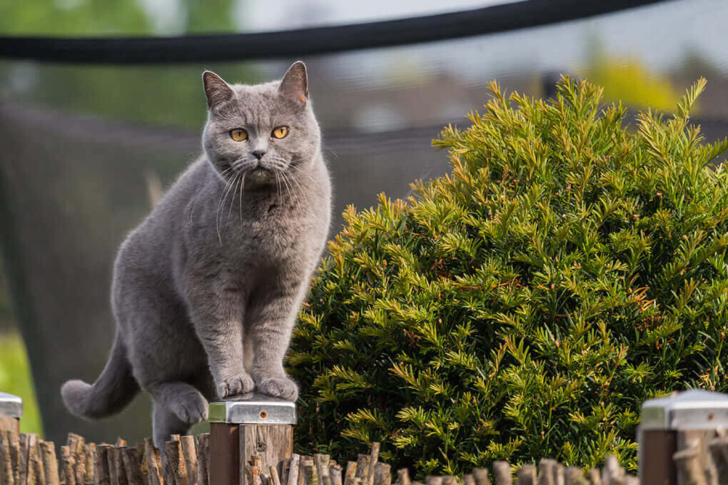 Brazilian Shorthair 桌布 壁紙 — 一隻灰色英國短毛貓，有著引人注目的黃色眼睛，警覺地棲息在木柵欄柱頂端，旁邊是茂密的綠色灌木。