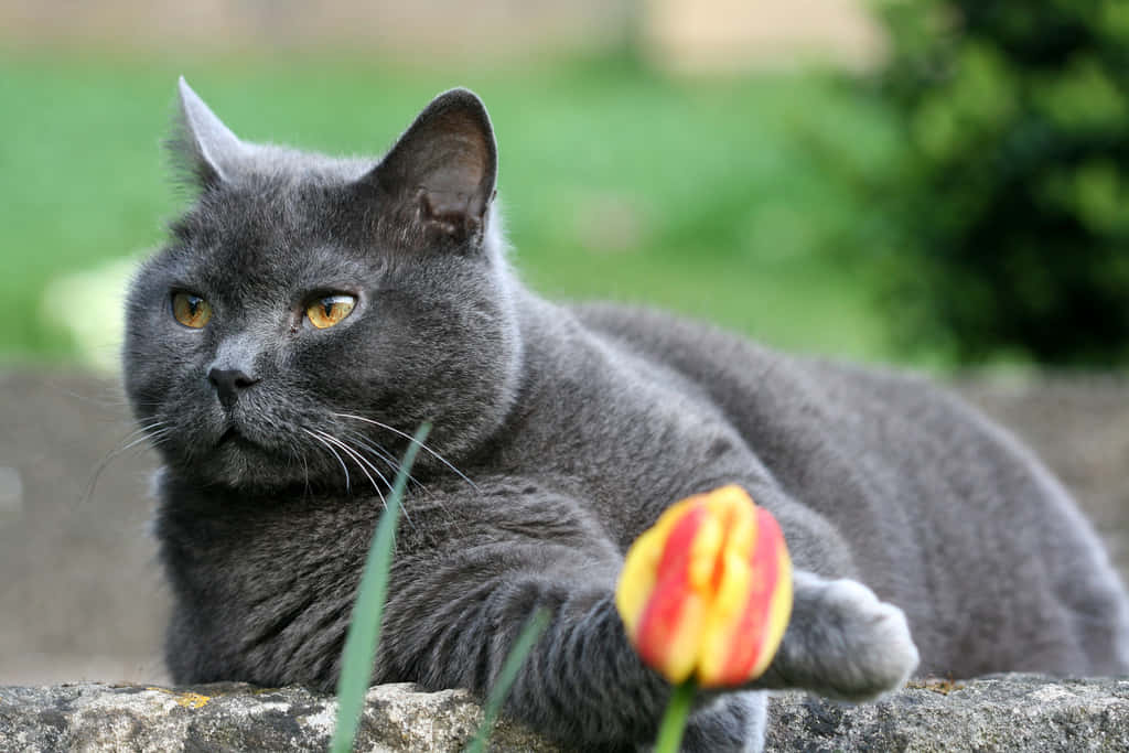 Chartreux 桌布 壁紙 — 一隻灰色英國短毛貓在陽光普照的花園裡，躺在石牆上，旁邊有一朵鮮豔的紅黃色鬱金香。